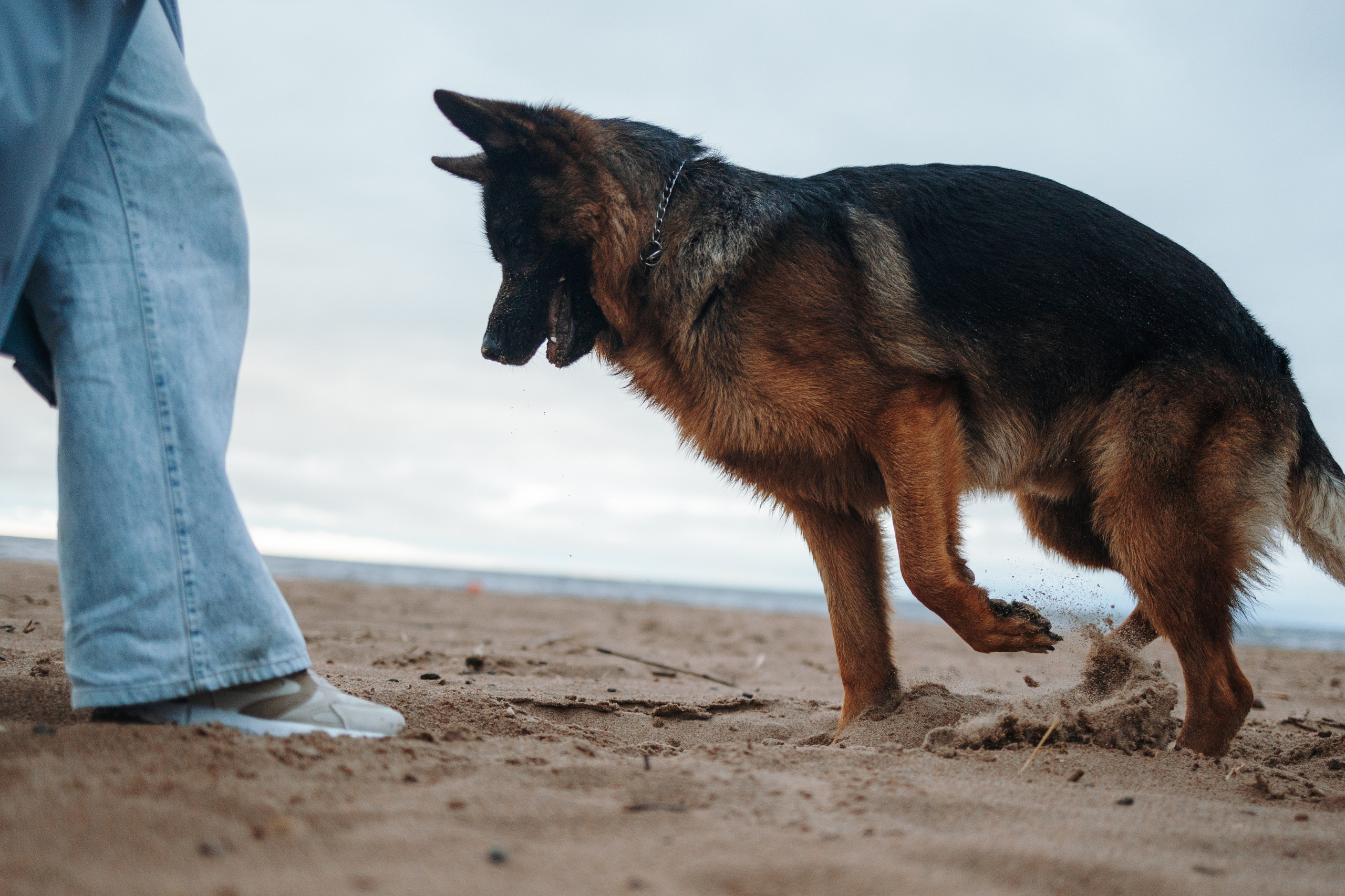 Катя и Агат. Фотограф — Анималист | Санкт-Петербург
