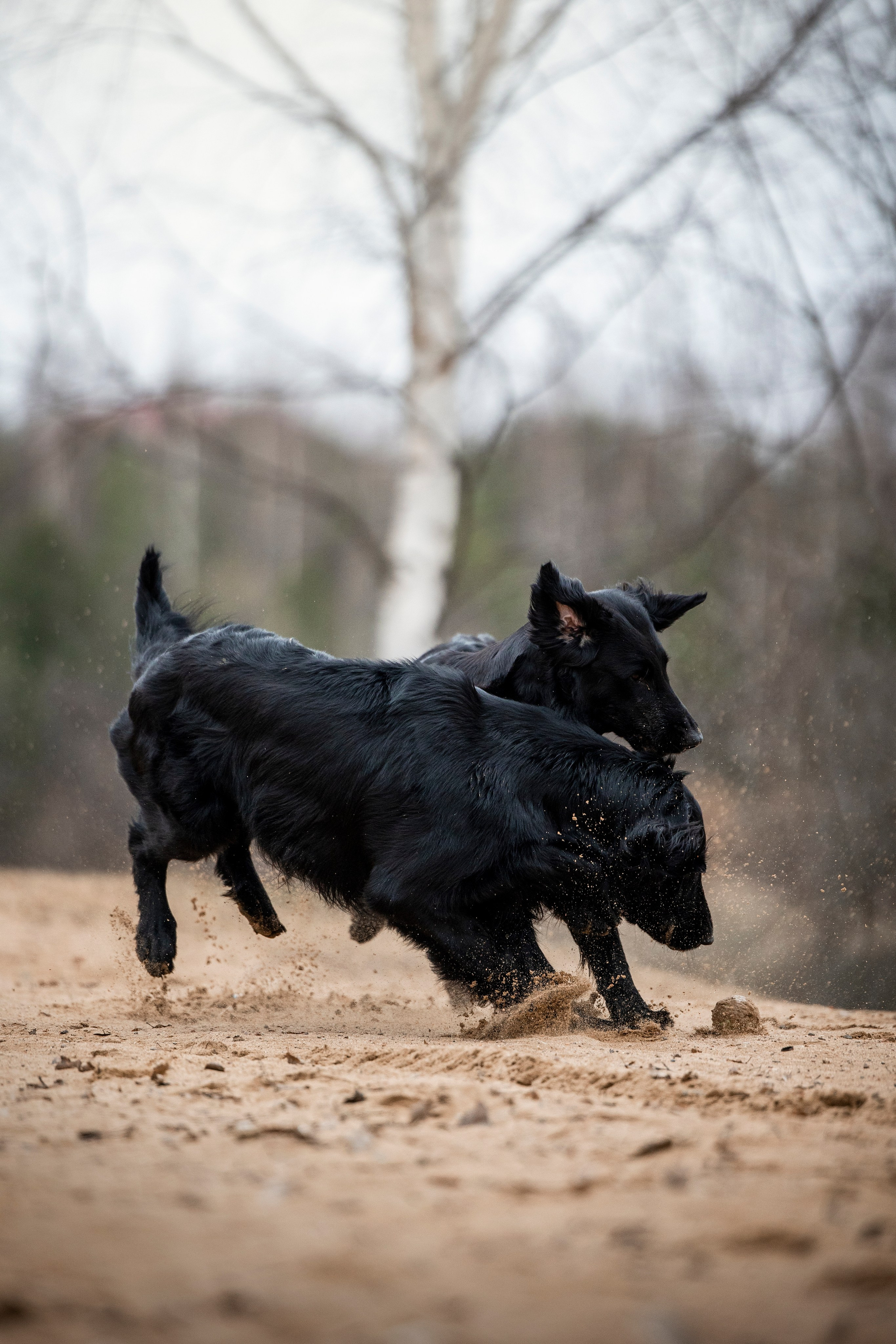 Ора, Ева, Рози и их семья. Фотограф — Анималист | Санкт-Петербург