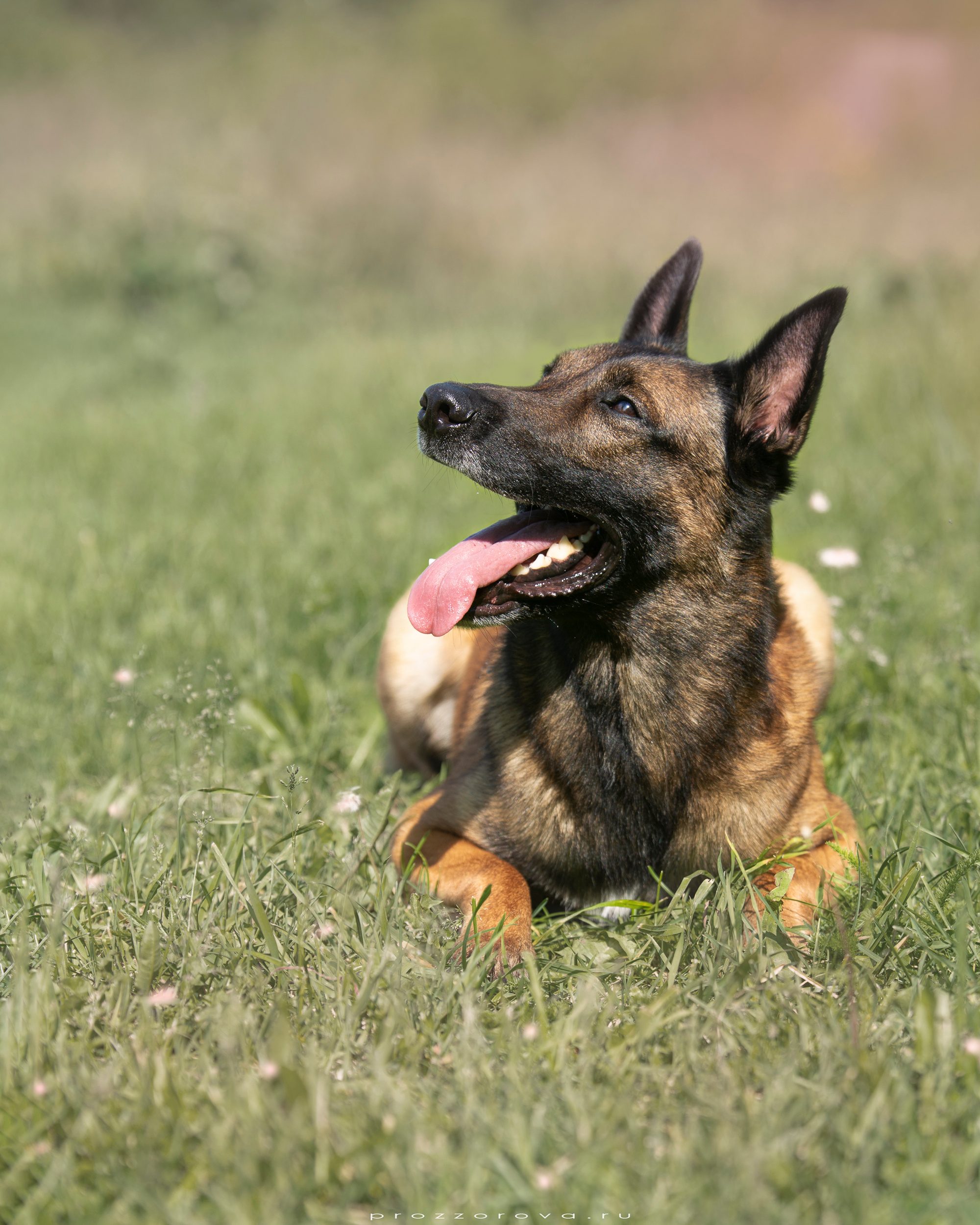 Фотосет для Vyatkins`Urosh. Фотограф в Новосибирске