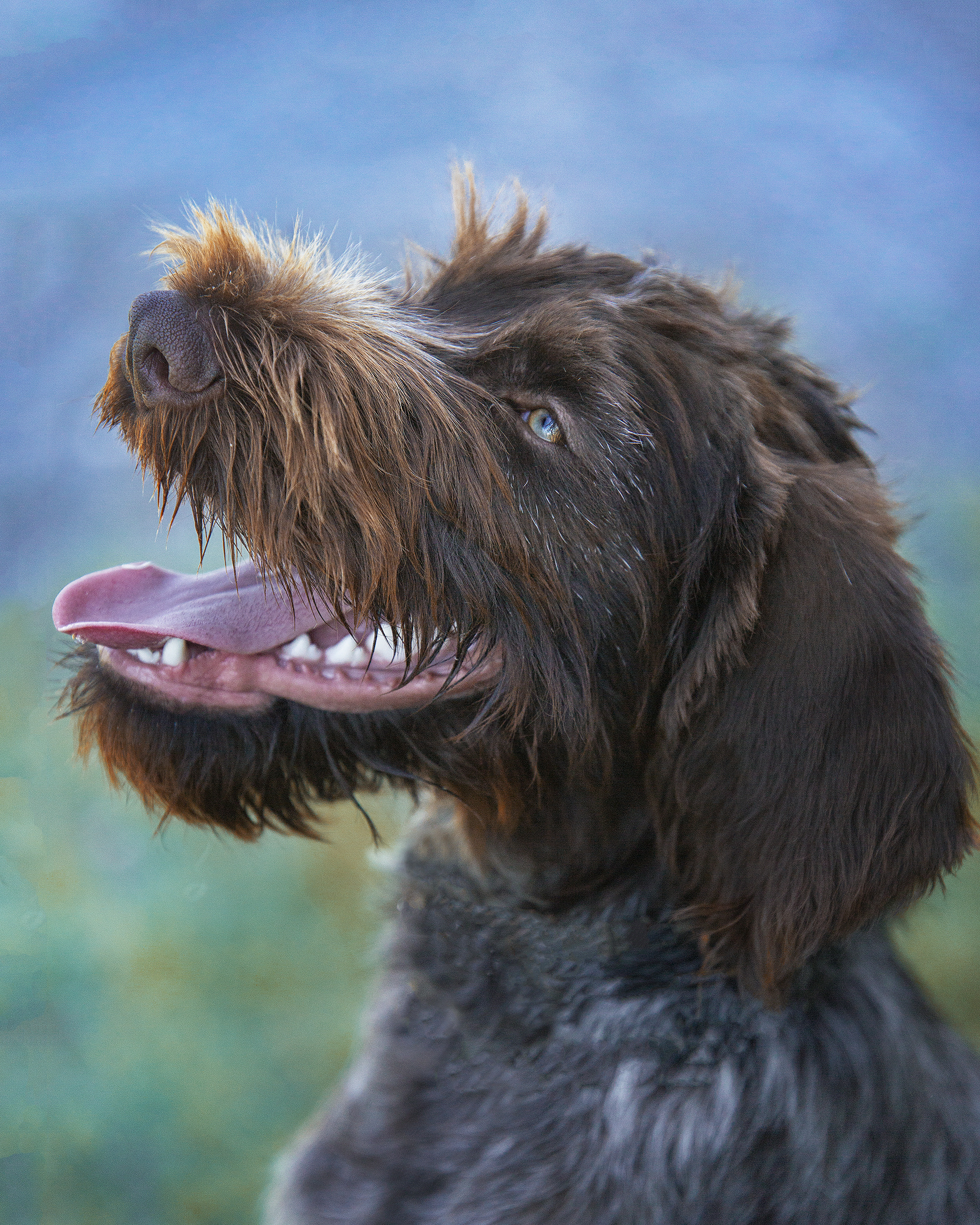 Фотографии собак  в Новосибирске. Фотограф в Новосибирске