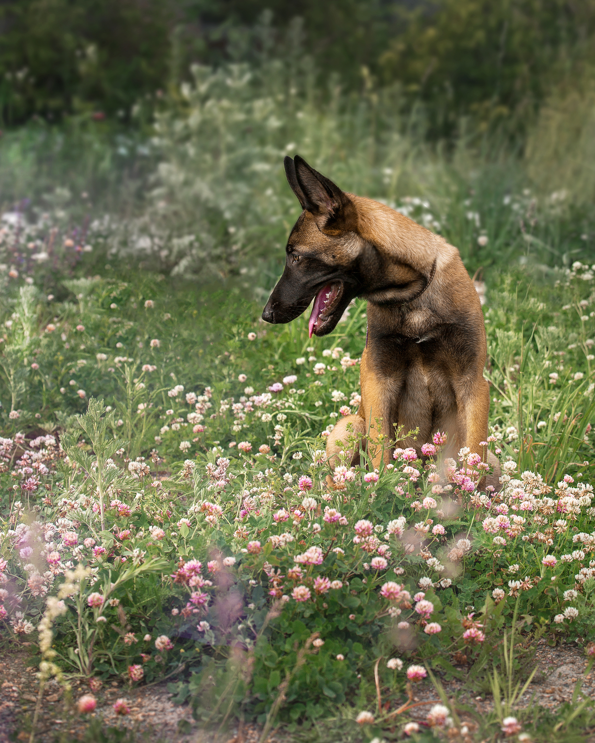 Фотографии собак  в Новосибирске. Фотограф в Новосибирске