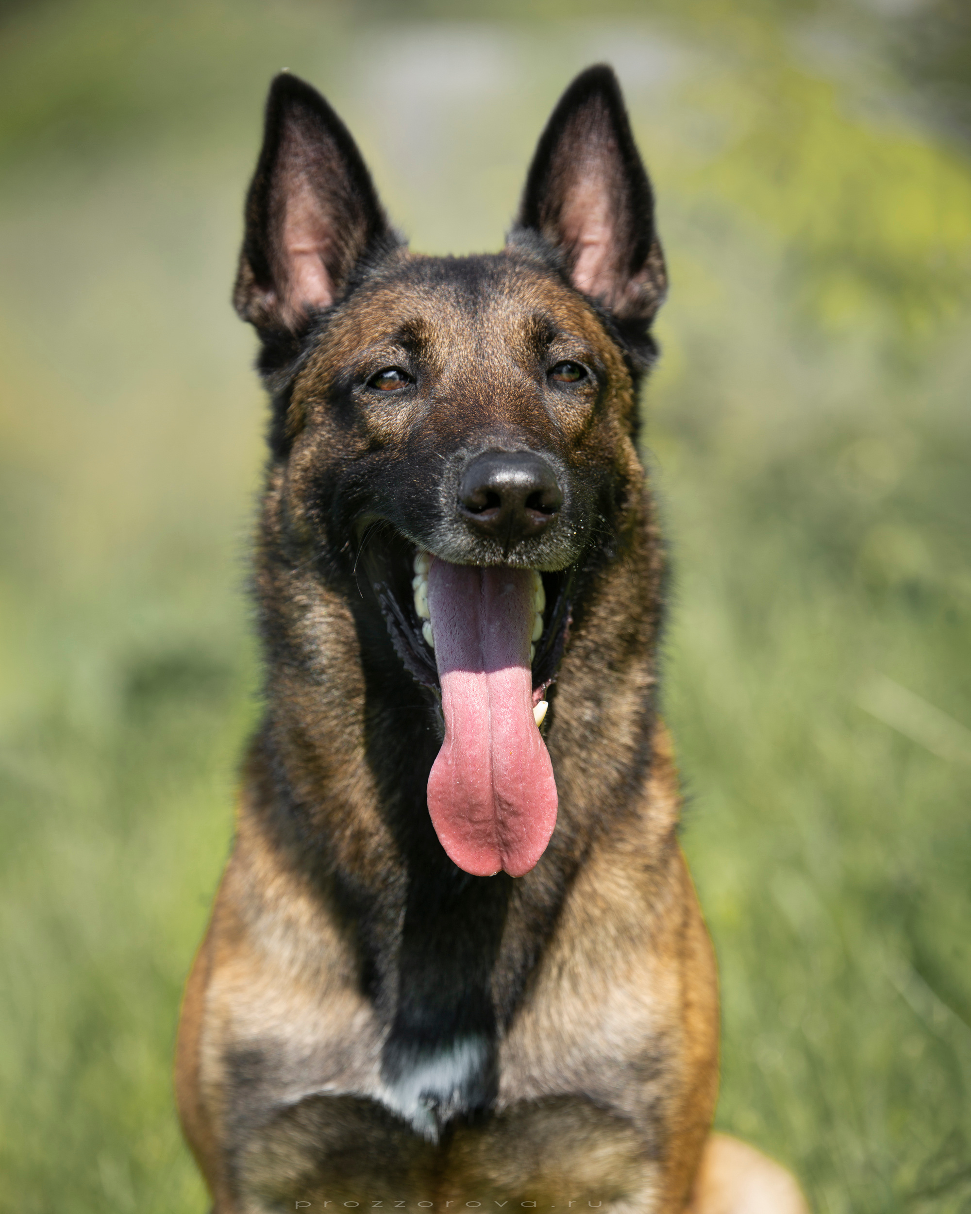 Фотосет для Vyatkins`Urosh. Фотограф в Новосибирске