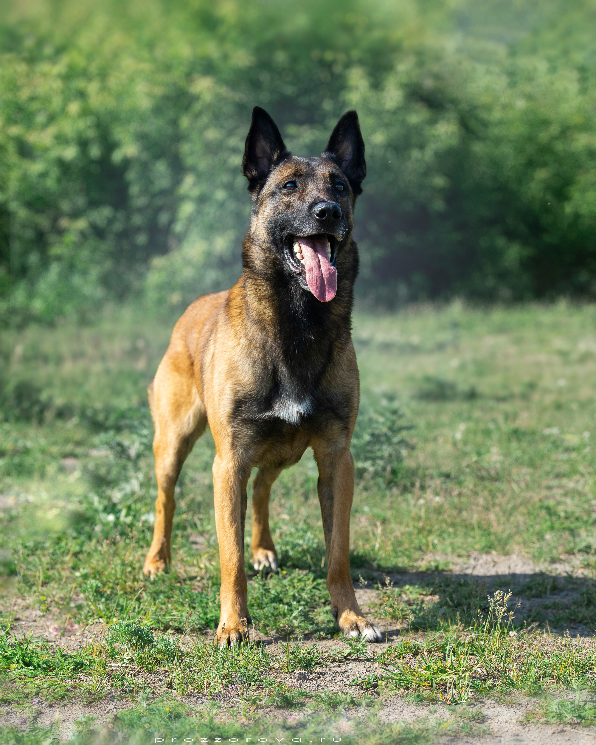 Фотосет для Vyatkins`Urosh. Фотограф в Новосибирске