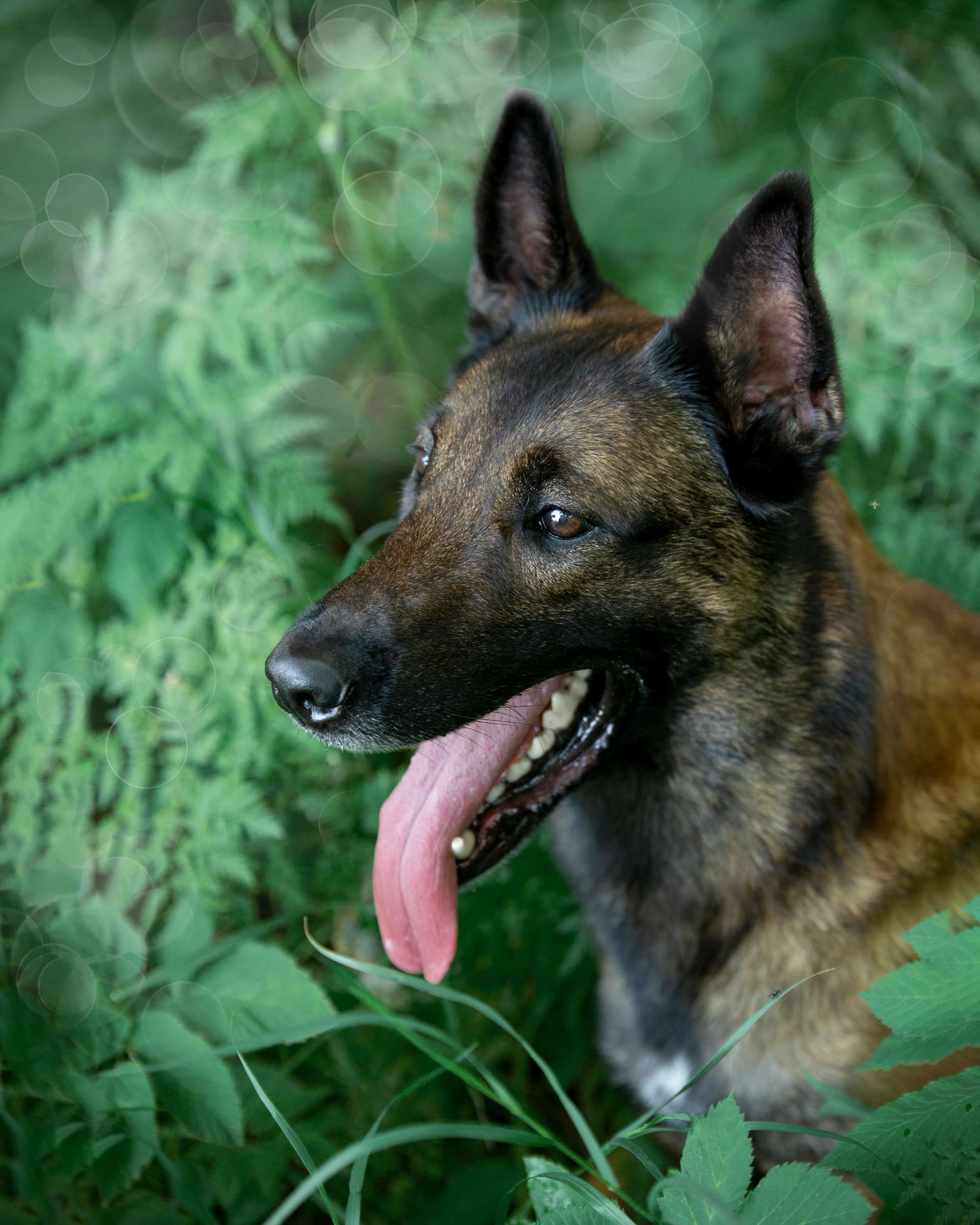 Фотосет для Vyatkins`Urosh. Фотограф в Новосибирске