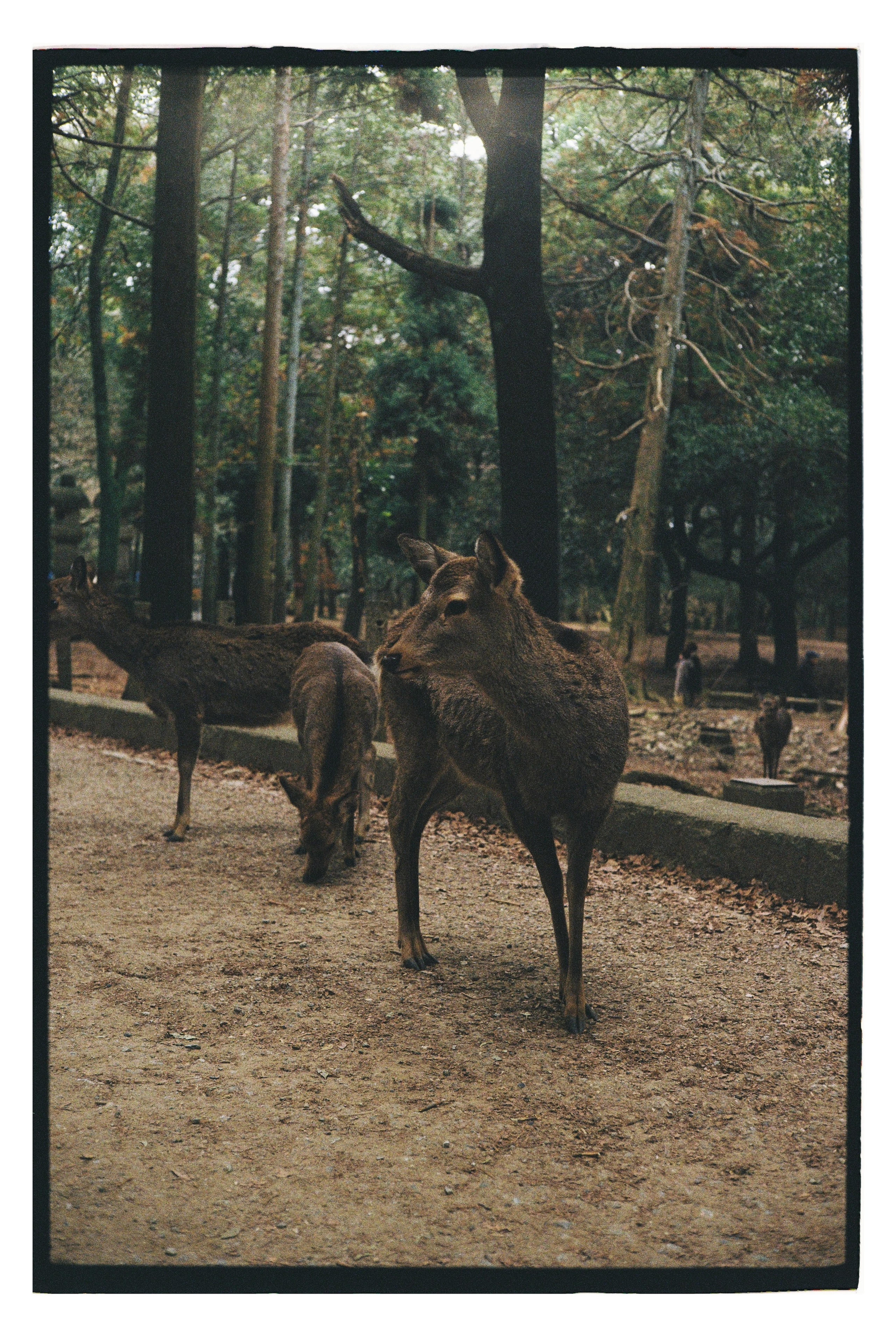 Japan. @tomrus: Рустам Шагиморданов — фотограф