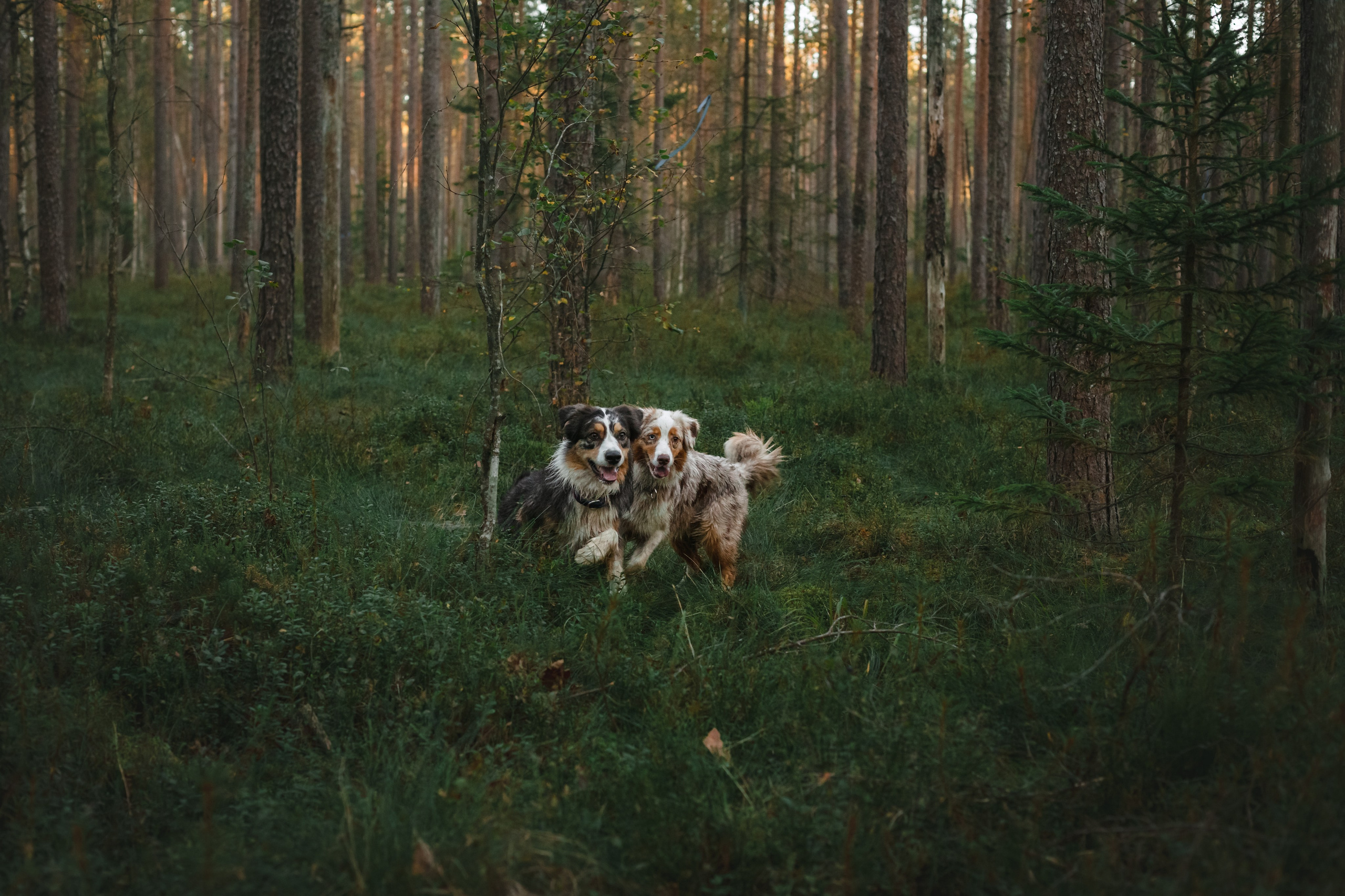Фотопрогулка в Ленобласти. Фотограф-анималист Татьяна Степанова