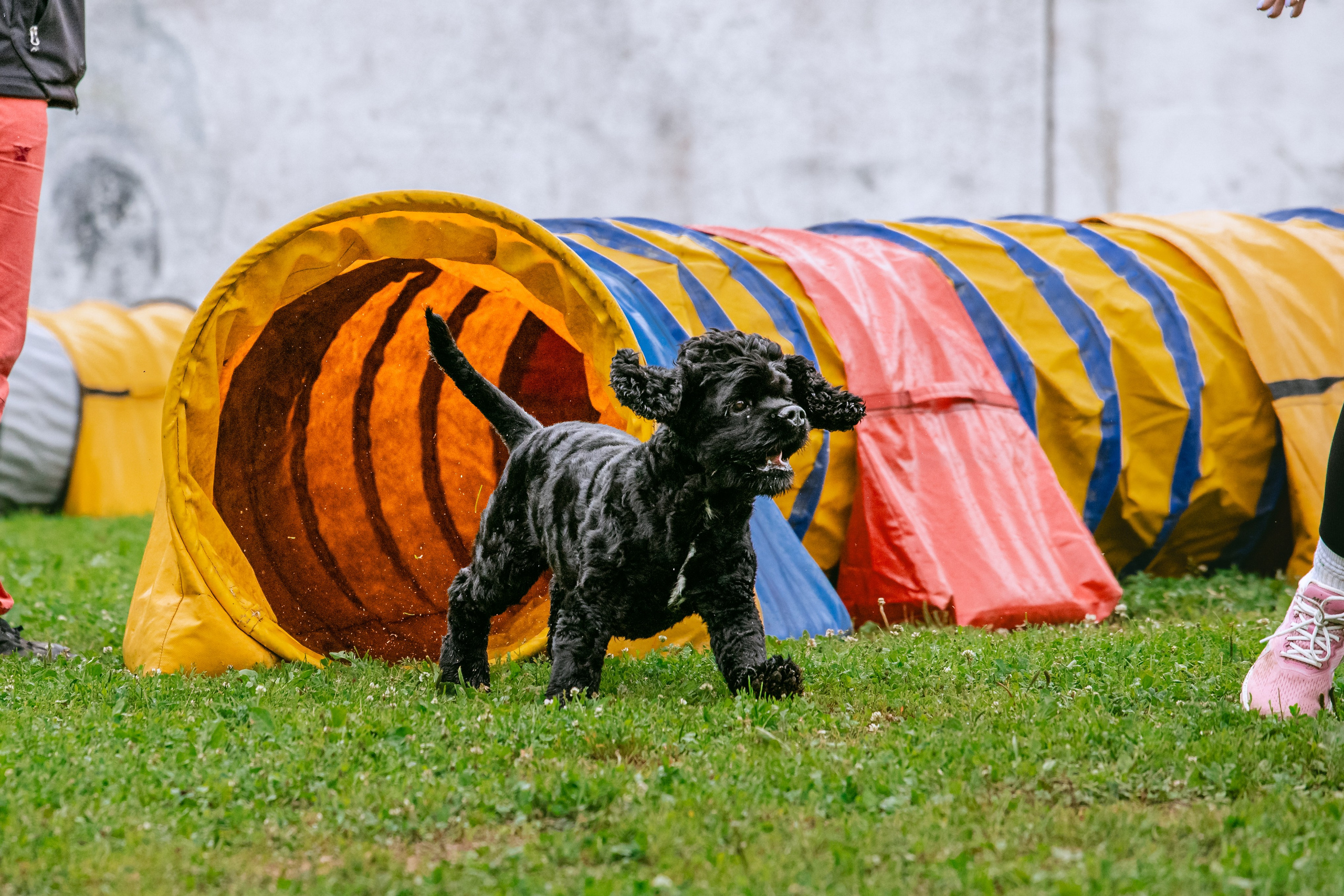 Соревнования по аджилити Долгопрудный 30.06.2025. Фотограф-анималист Татьяна Степанова