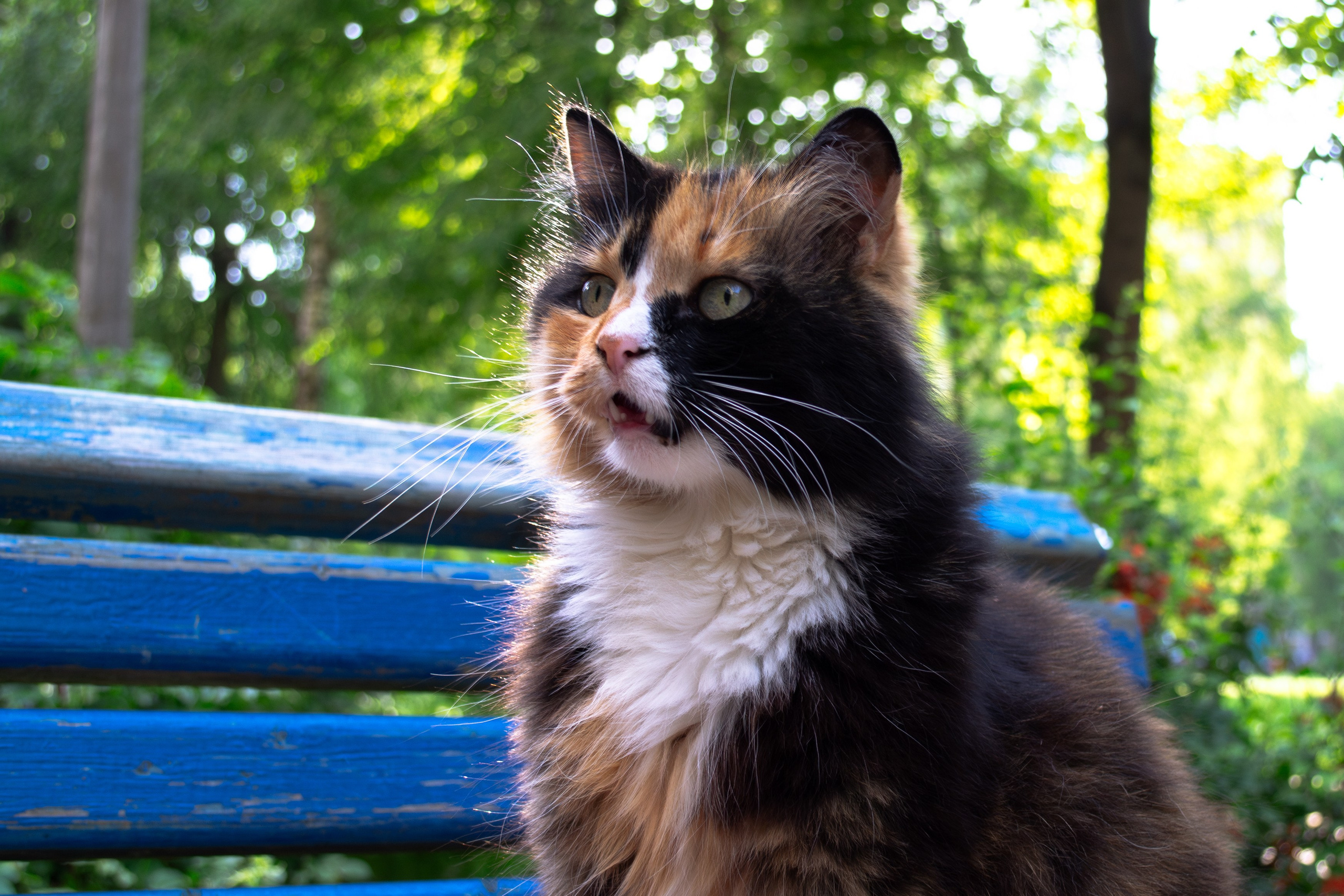 Cats.1. Dumshap | думшап