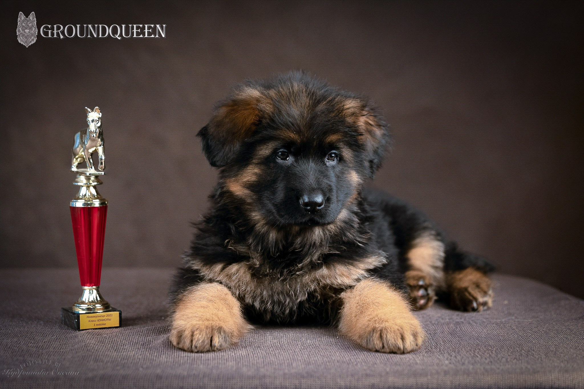 Щенки немецкой овчарки. Фотограф 📸 анималист, предметный, репортажный