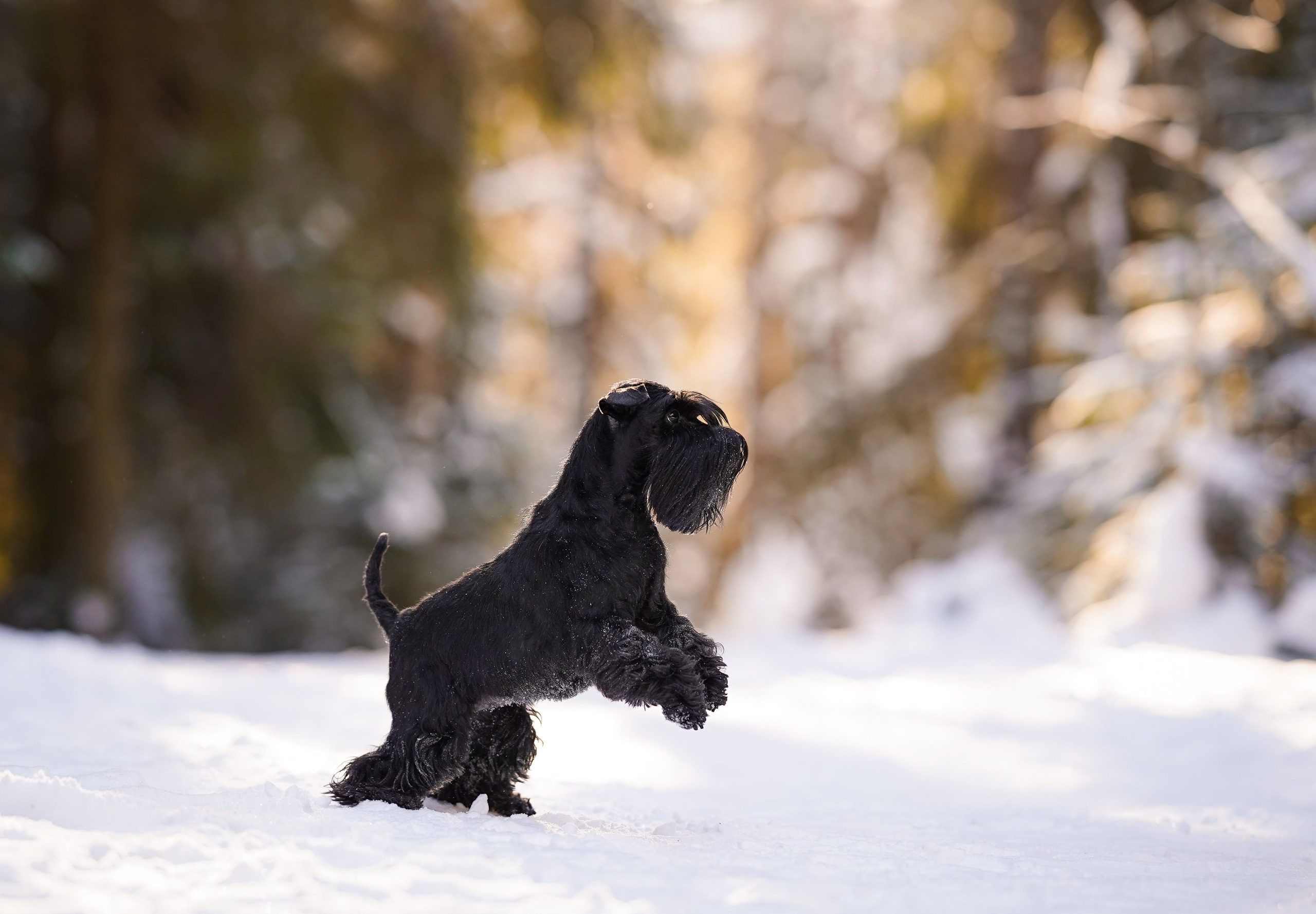 Настя Энзо и Мия. Фотограф-анималист в Санкт-Петербурге Яна Мартынова