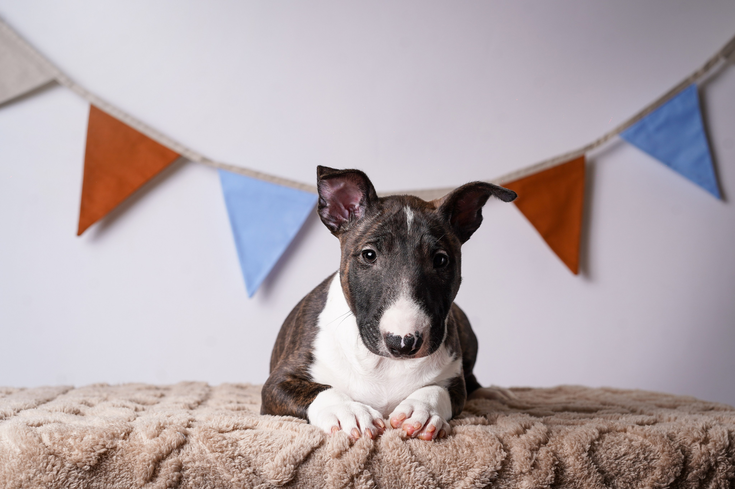 Щенки минибультерьера. Фотограф-анималист в Санкт-Петербурге Яна Мартынова
