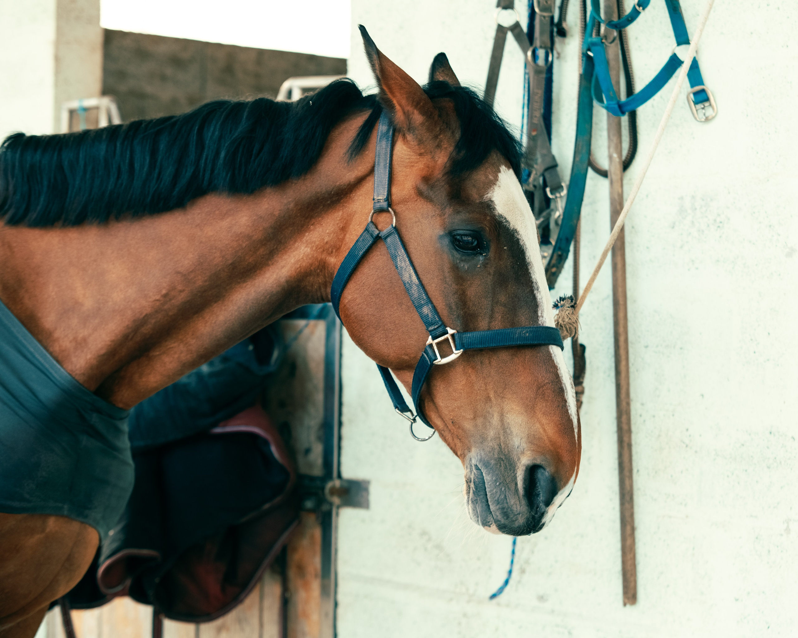 HORSES. Anastasiia Antoniuk portrait, family and couple photographer, Portugal
