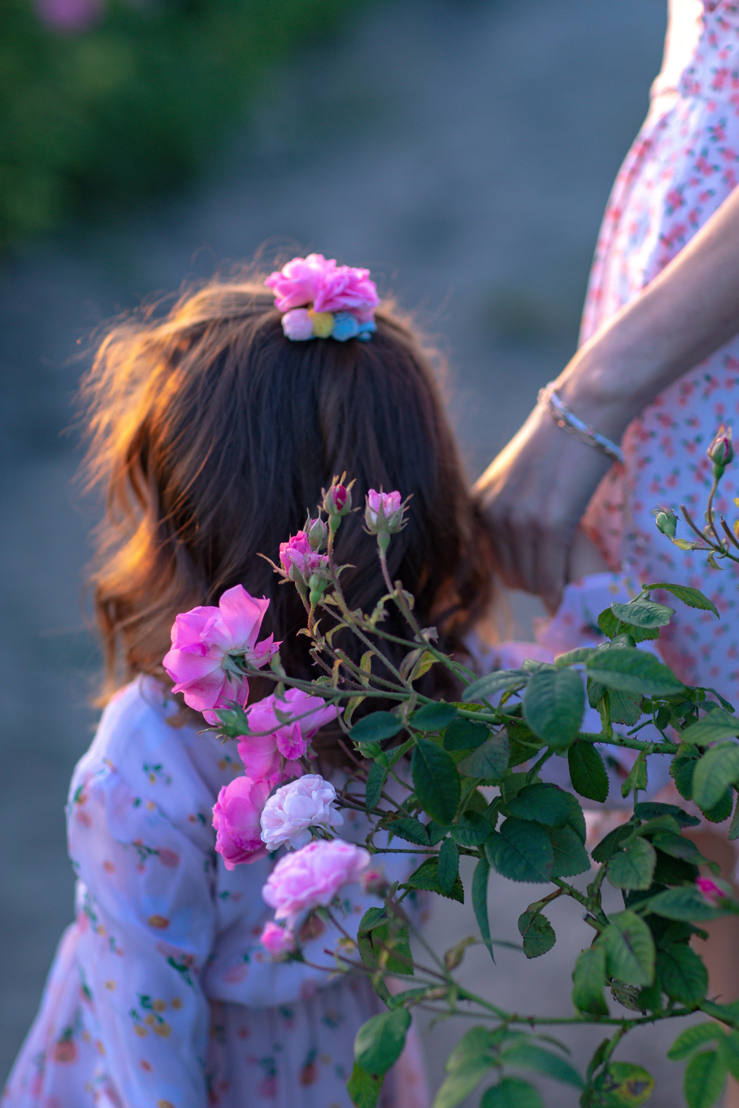 Чайная роза. Фотограф Севастополь/Крым Светлана Евтушенко