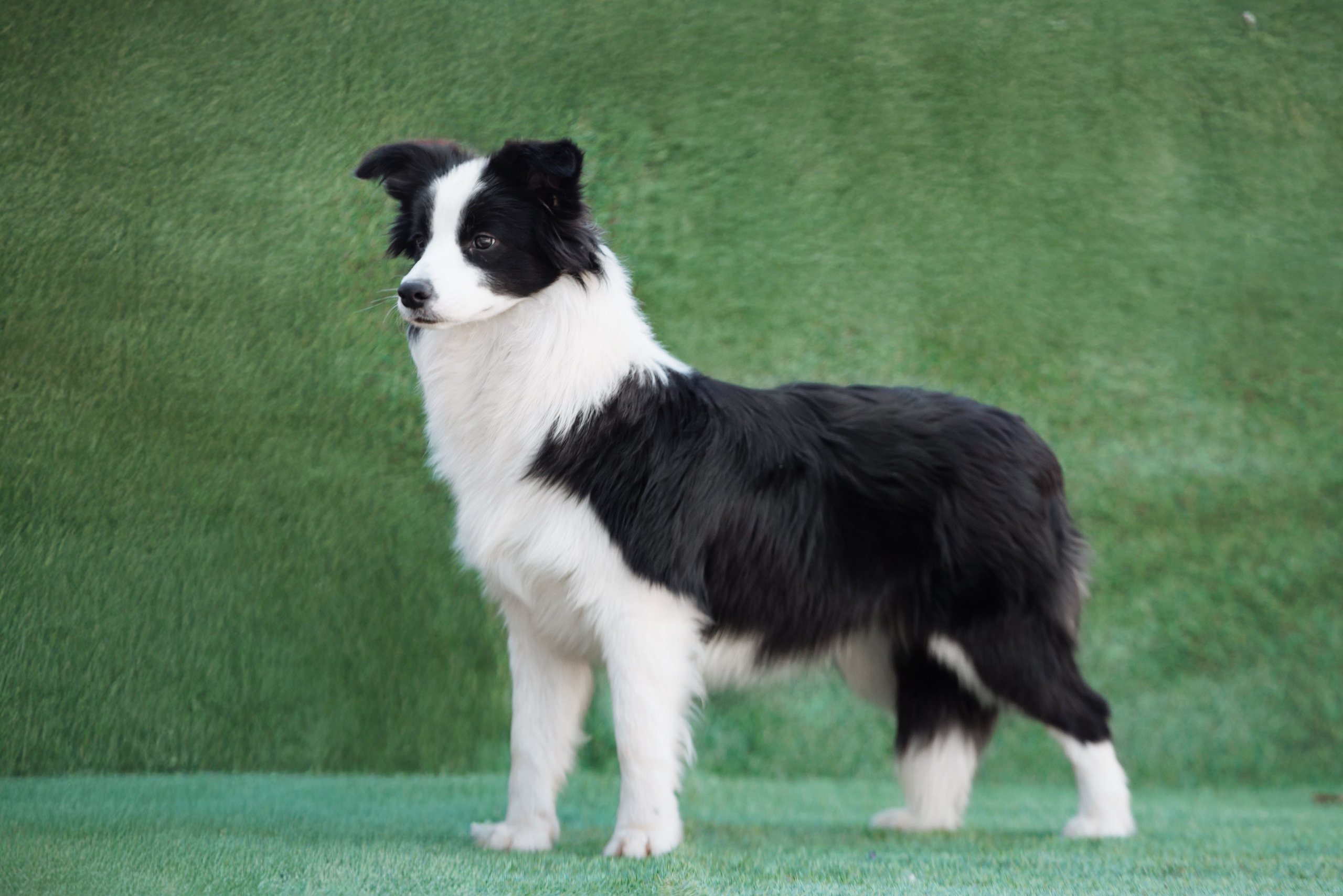 У дома с большой компанией от мала до велика. О нас