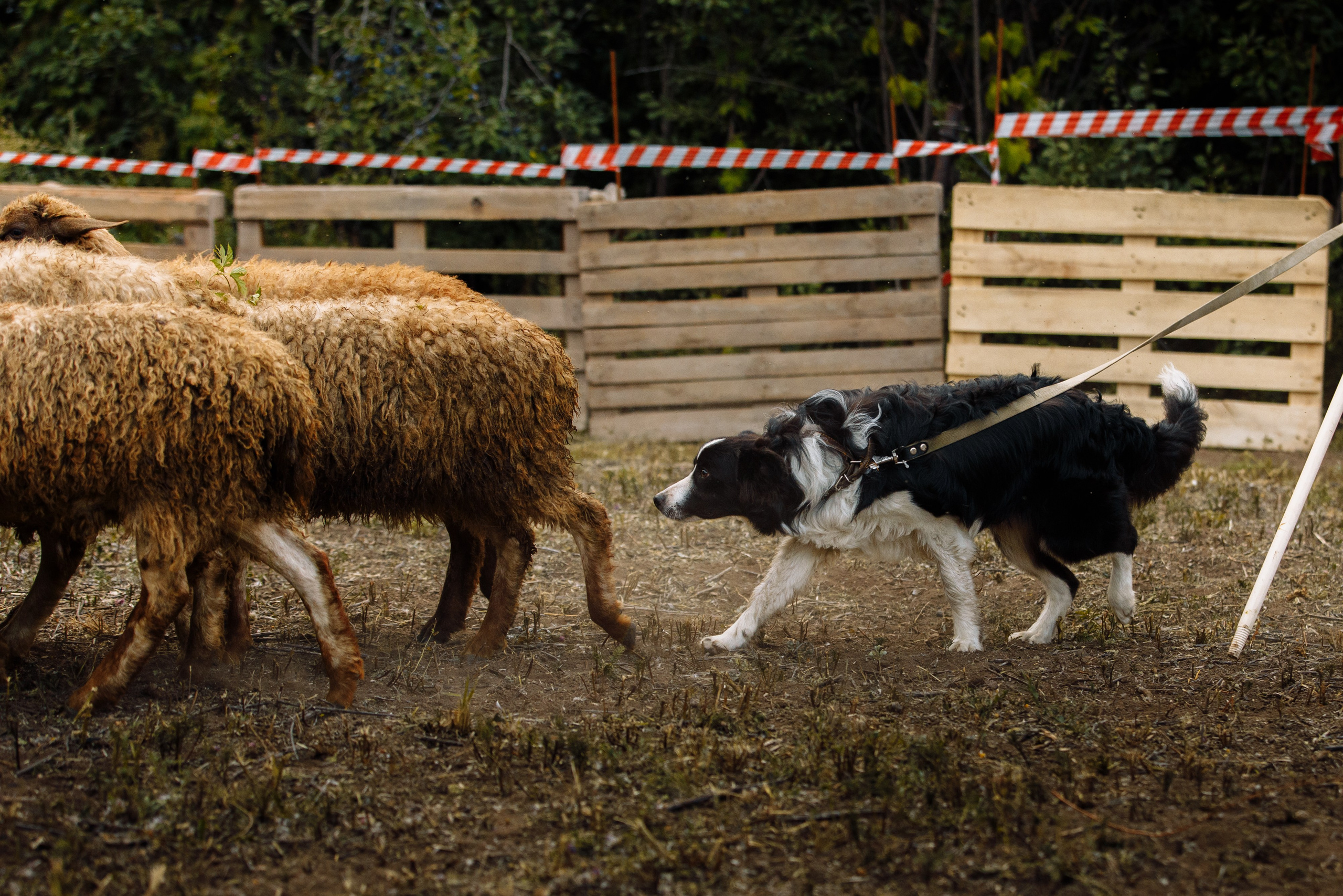 Овечий день. О нас