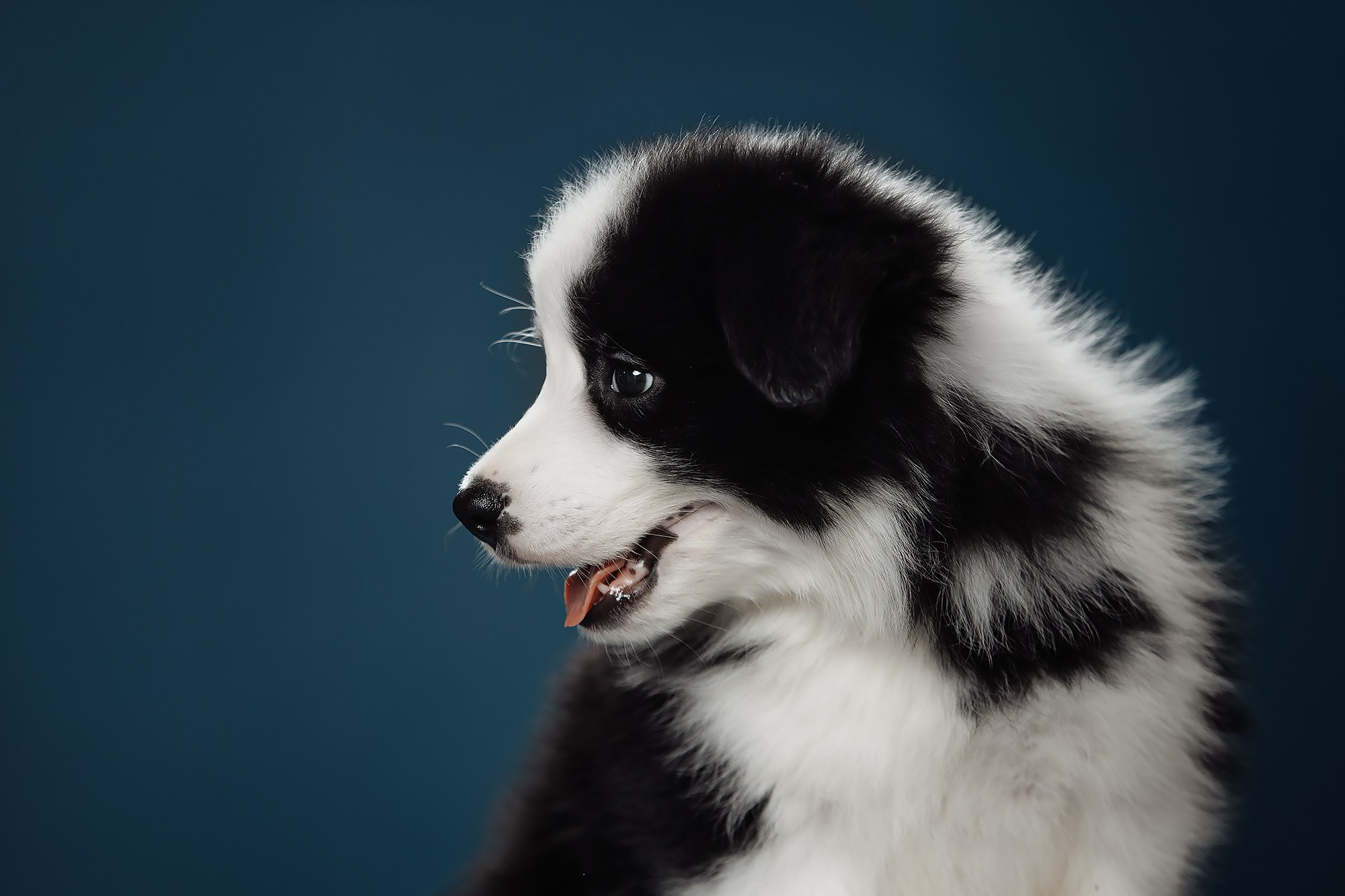 Синева. О нас