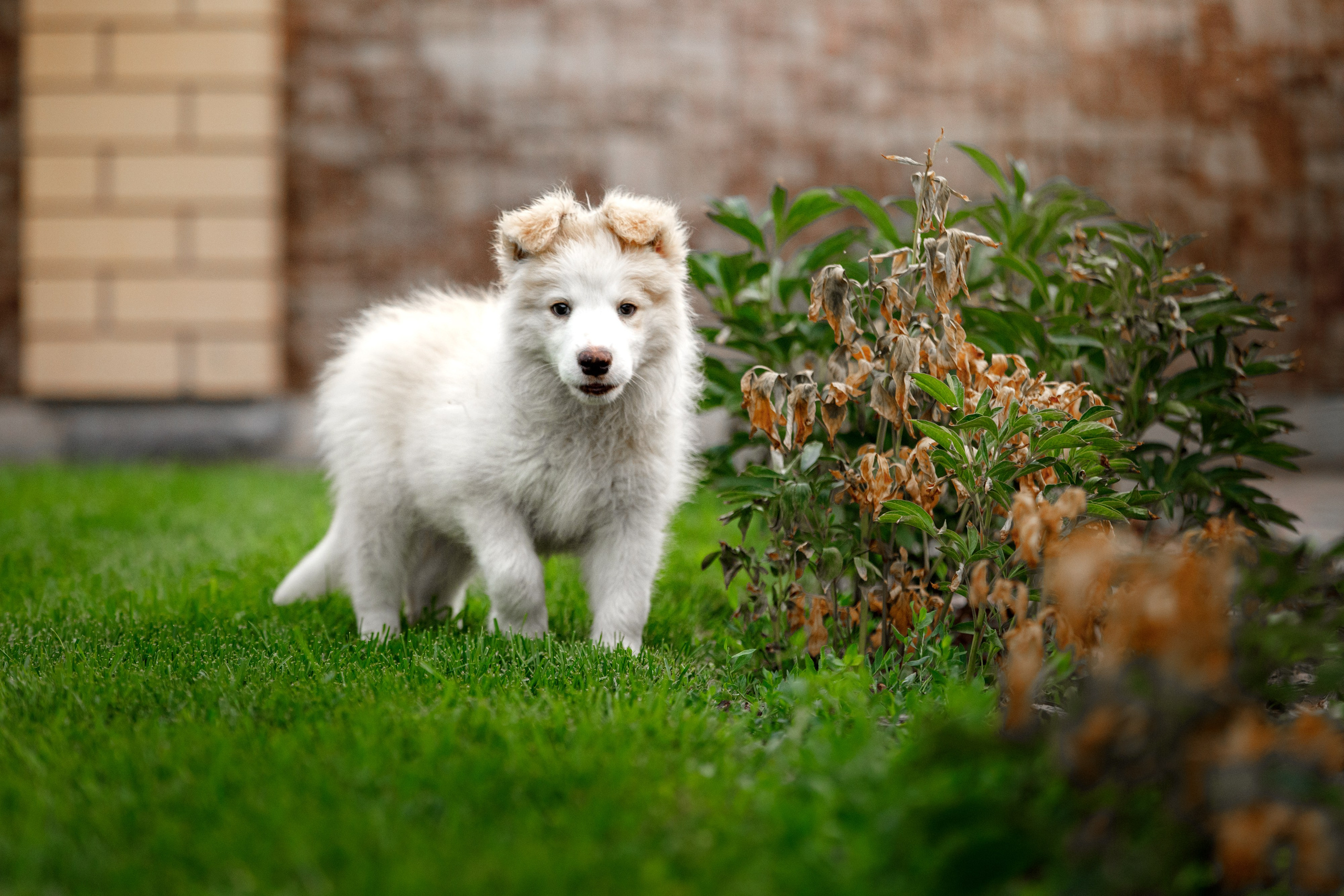Болтовня в саду. О нас