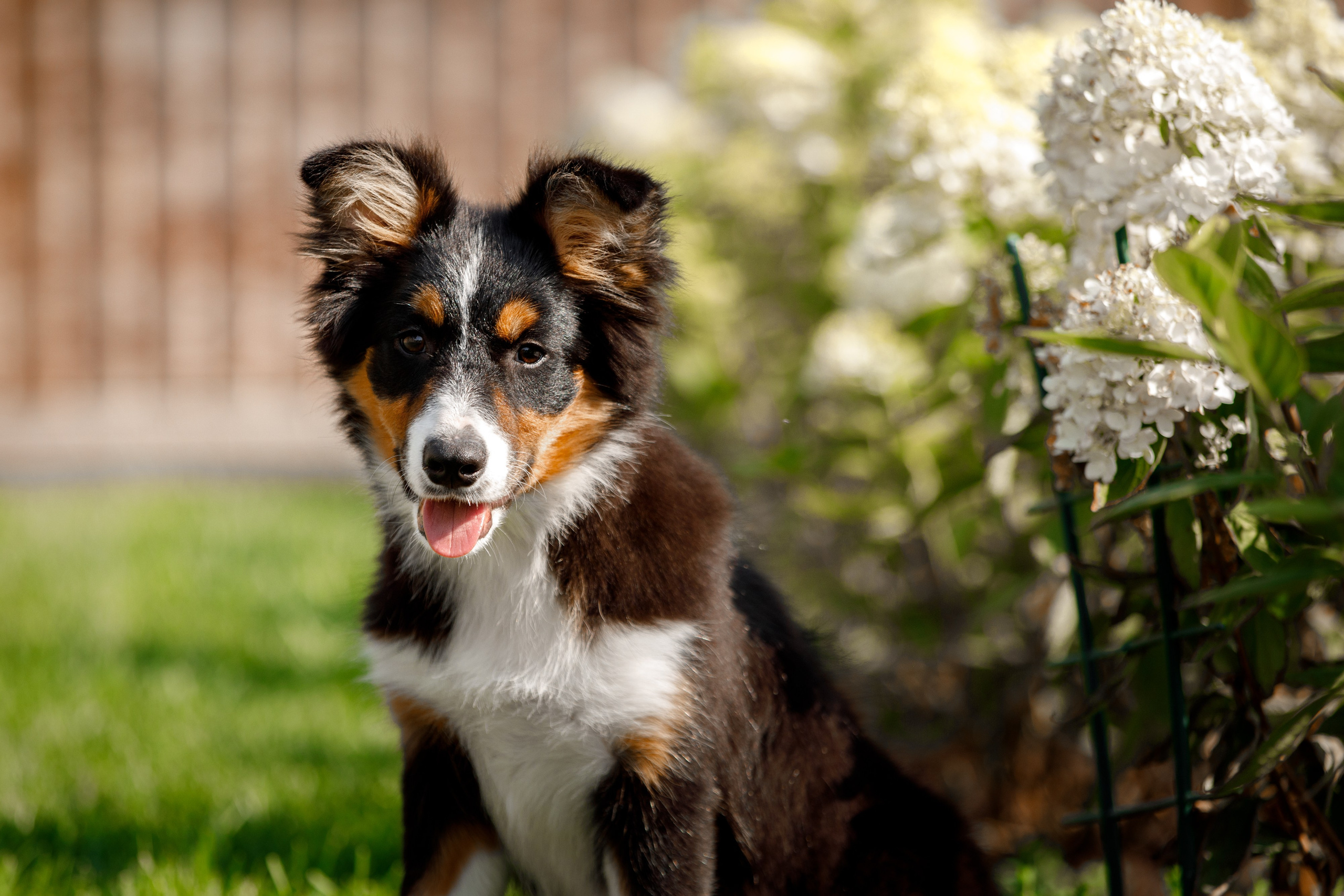 Смешарики. О нас