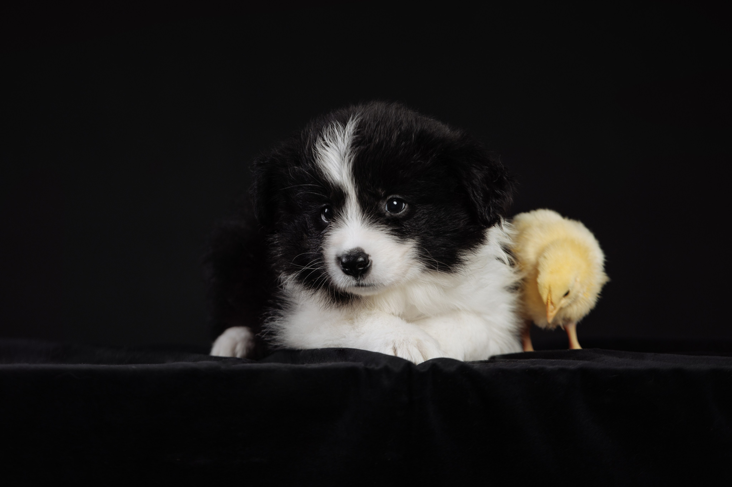 С цыпами. О нас