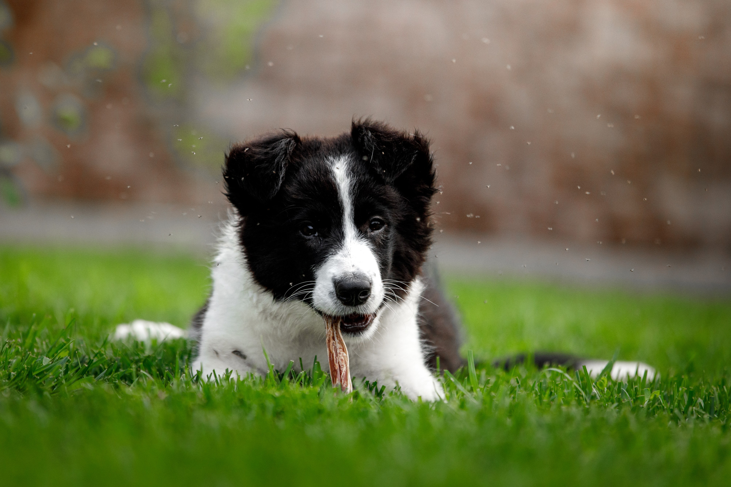 Болтовня в саду. О нас