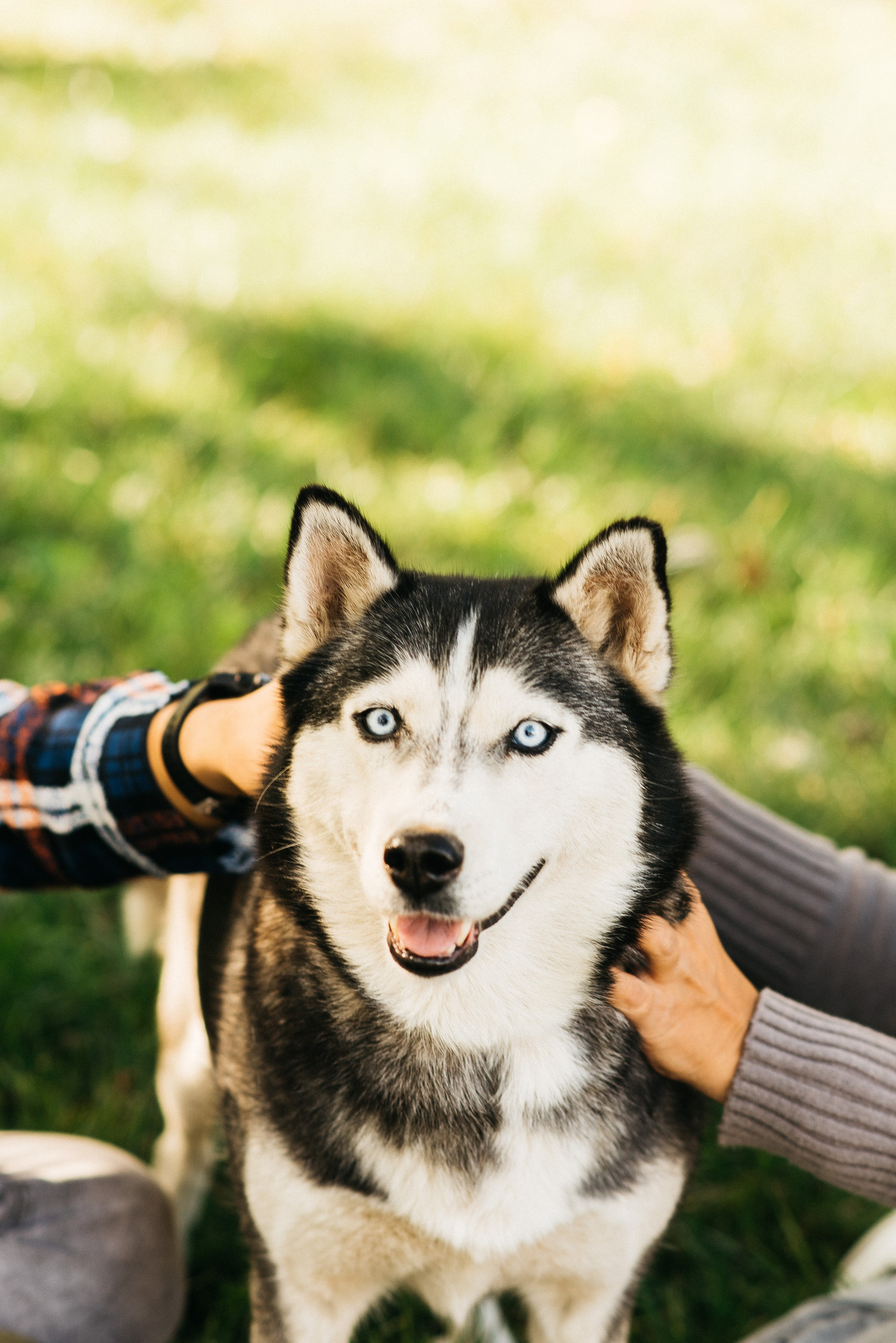 ХВОСТАТЫЕ. Дом обретенный. Детский и семейный фотограф выпускной альбом Приморско-Ахтарск