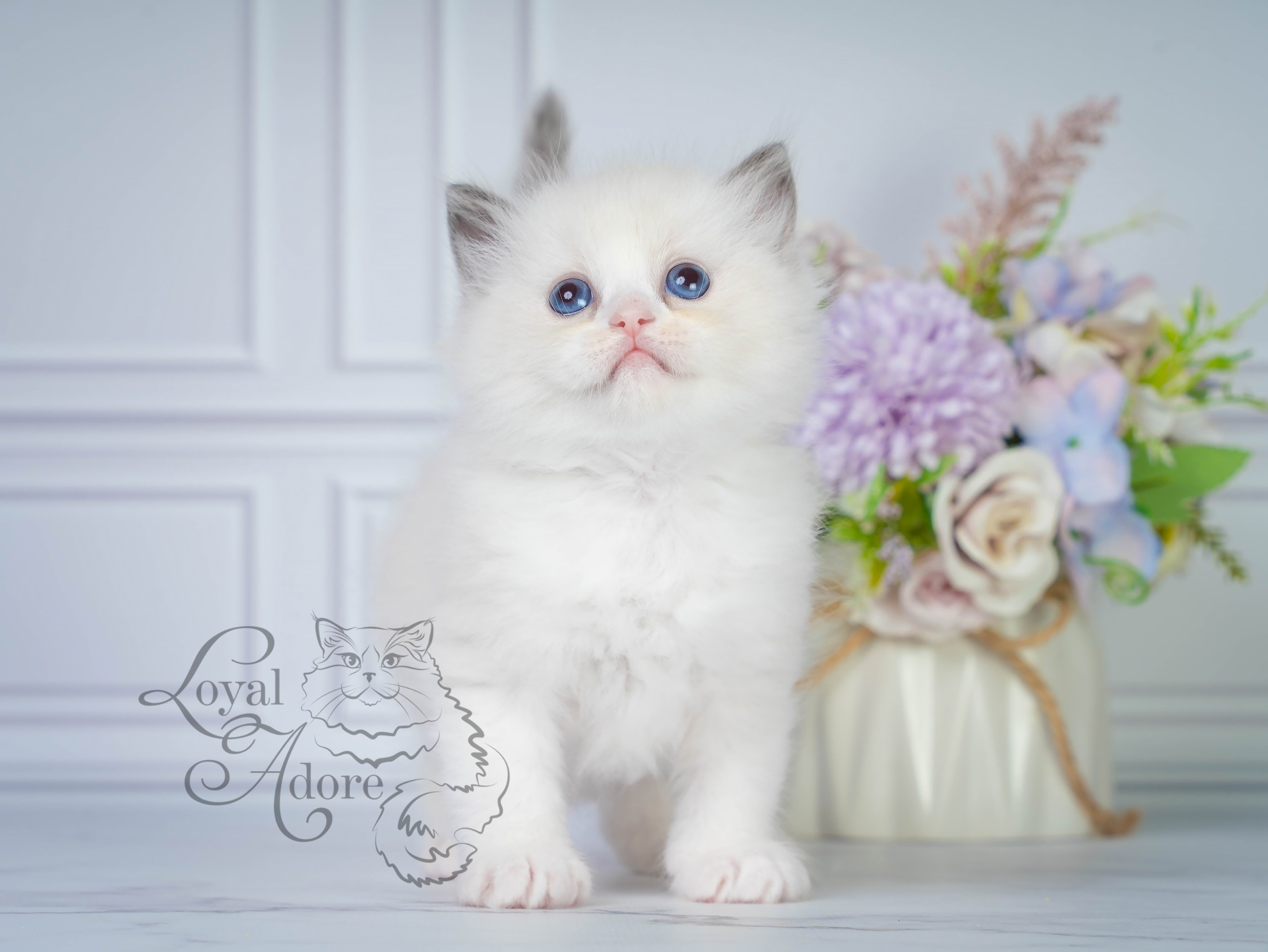 Котята рэгдолл от Loyal Adore. Питомник рэгдолл Loyal Adore