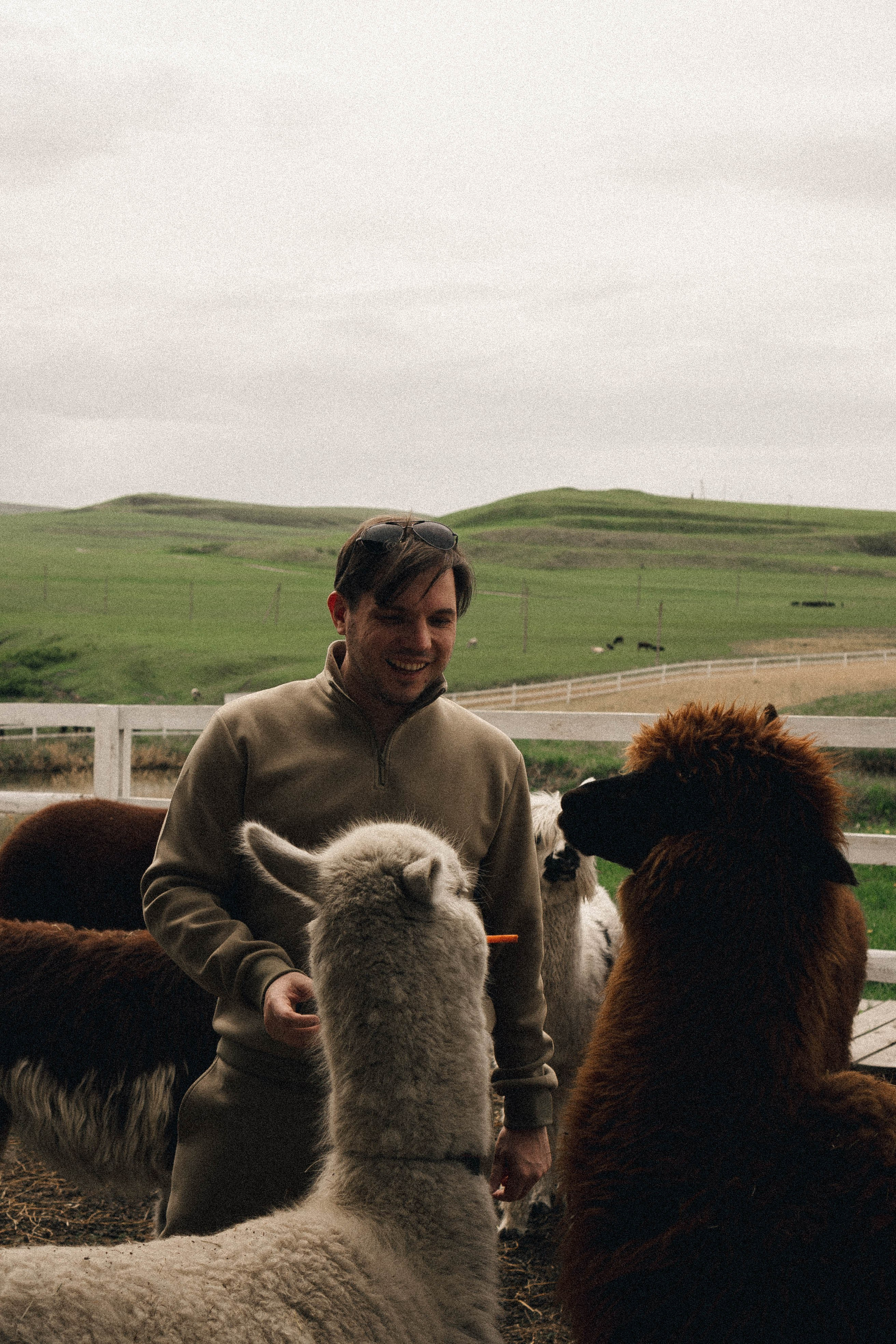 Ферма Альпак. Профессиональный фотограф, Санкт-Петербург — Виктория Богомолова