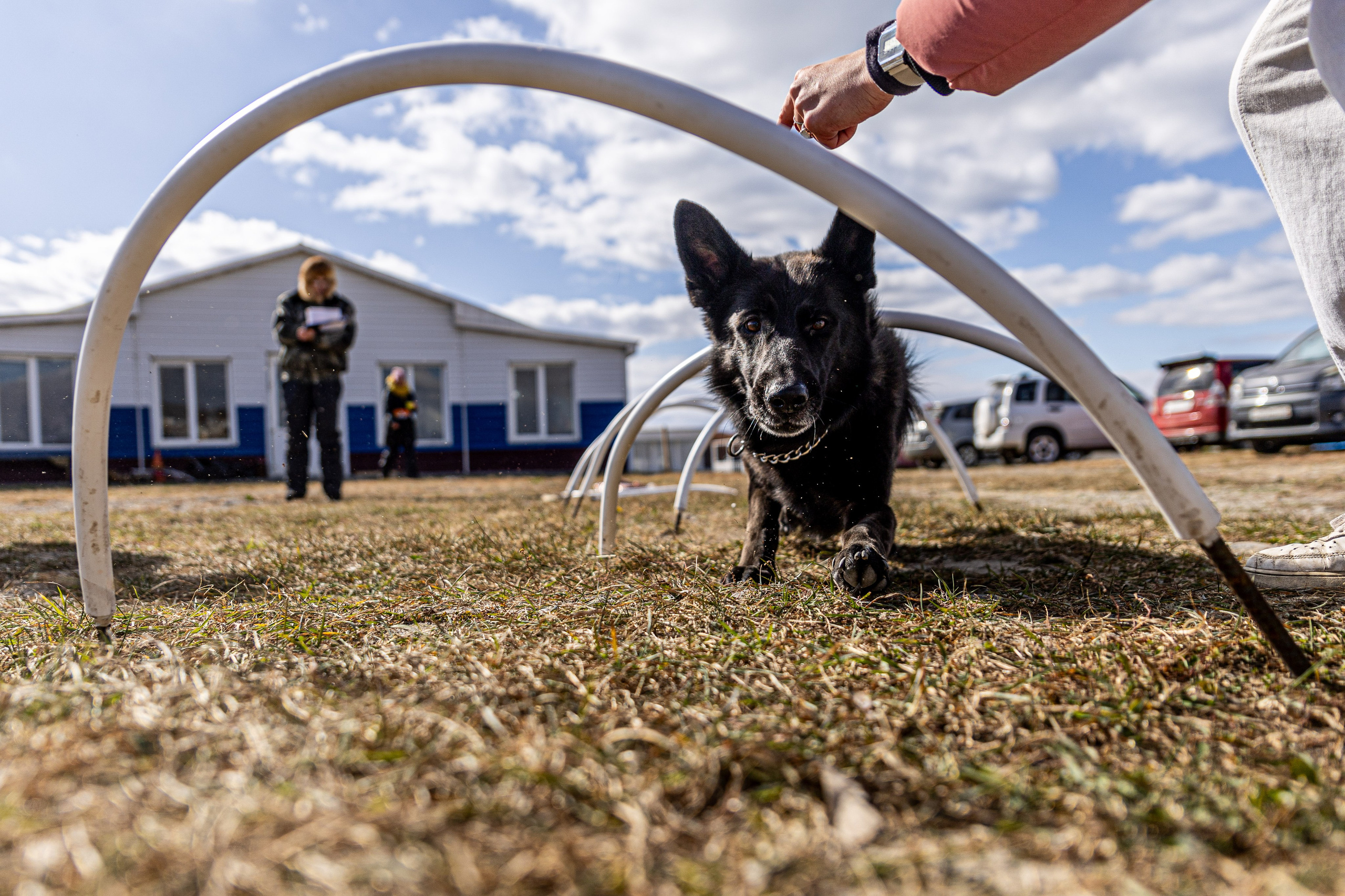 Кинологический квест г. Находка