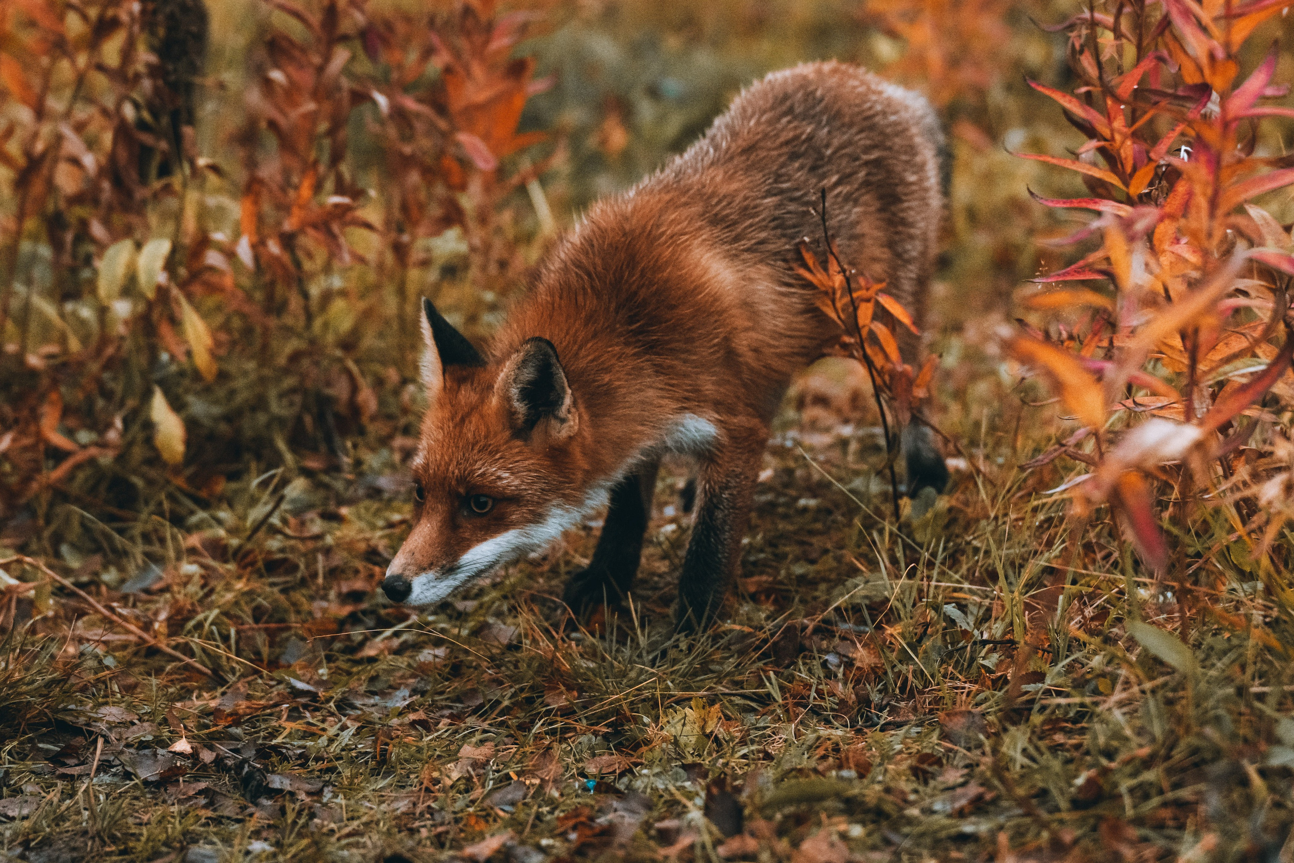 СЕВЕР. Event фотограф Степанова Александра