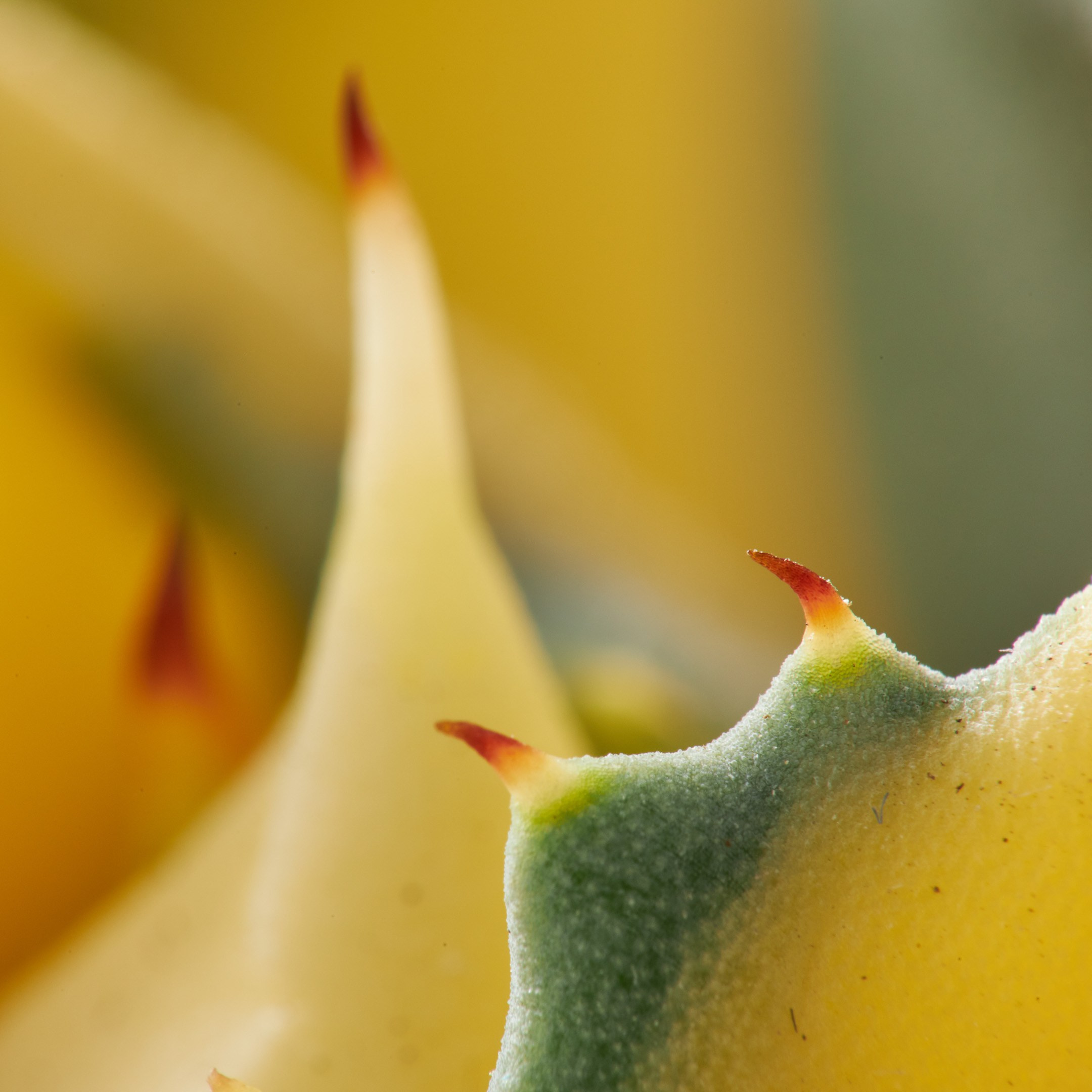 Decorative succulent macro closeup - photographer Andrey Dunin