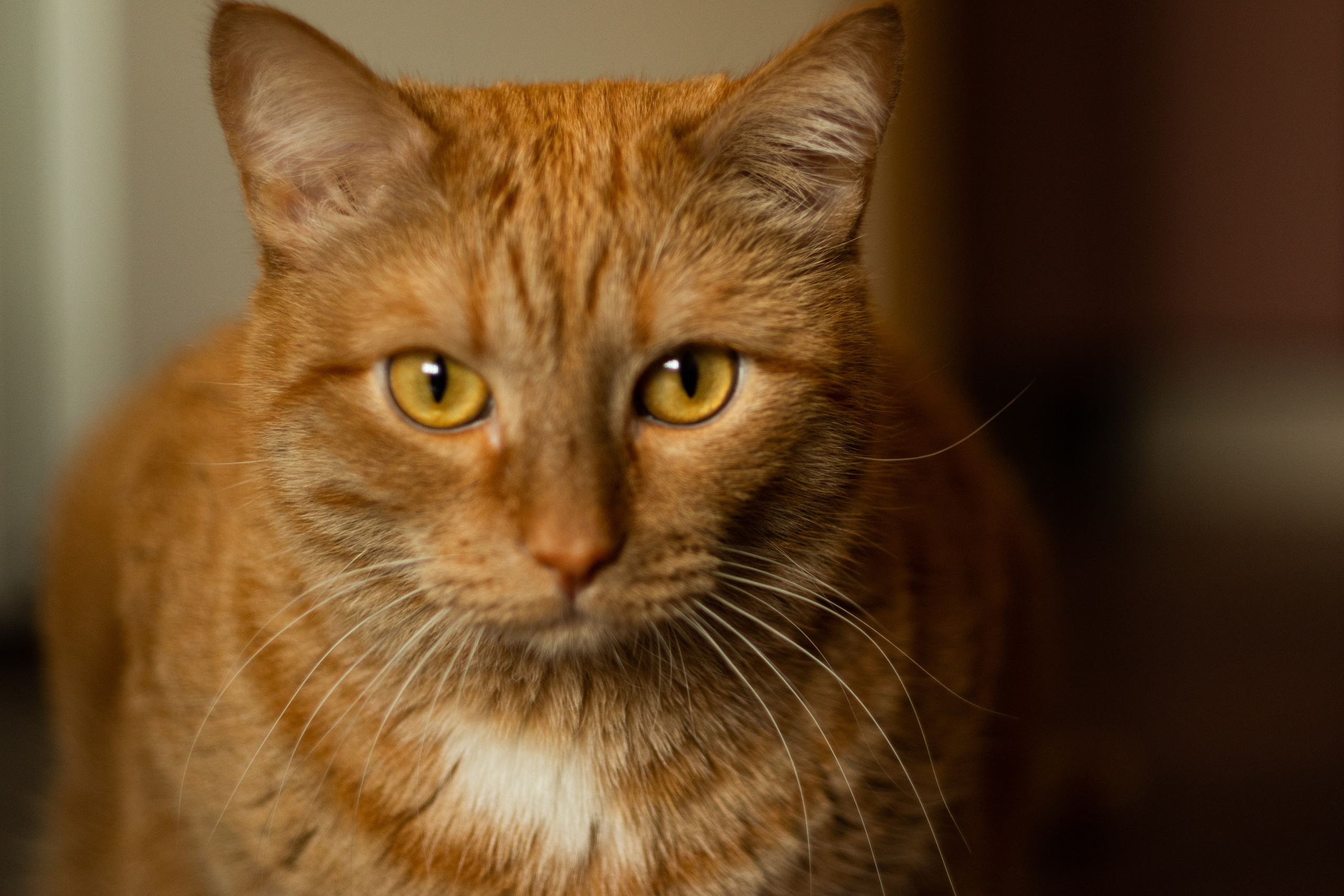 Анимализм. Профессиональный фотограф Александр Бородин