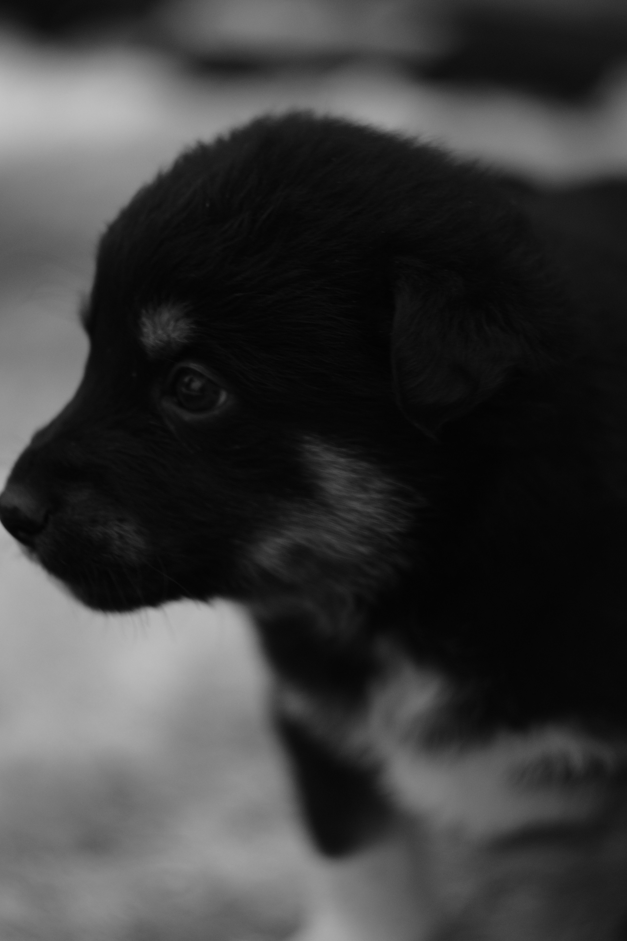 Dogs. Профессиональный фотограф