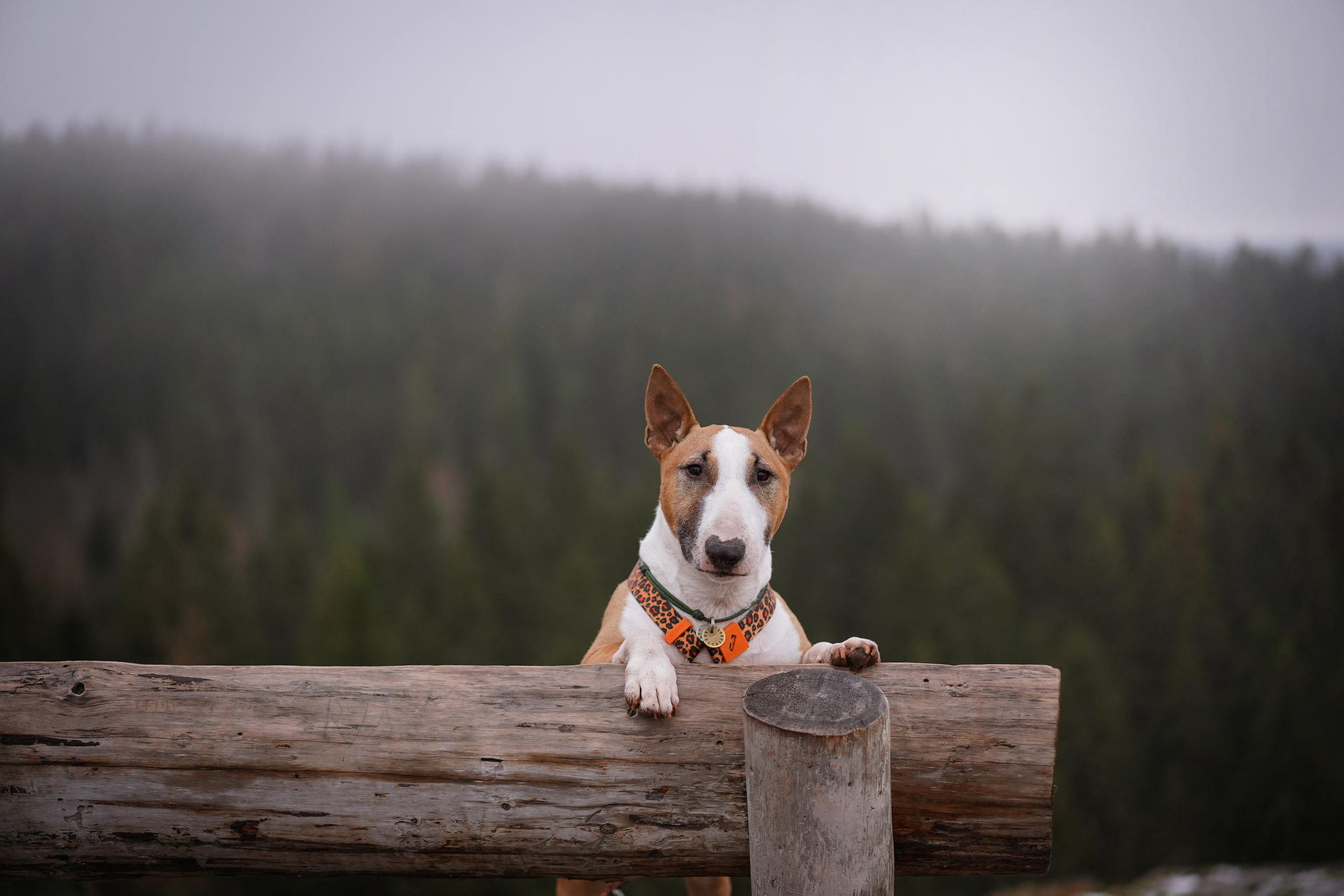 Юни на горе Паасо. Фотограф-анималист в Санкт-Петербурге Яна Мартынова