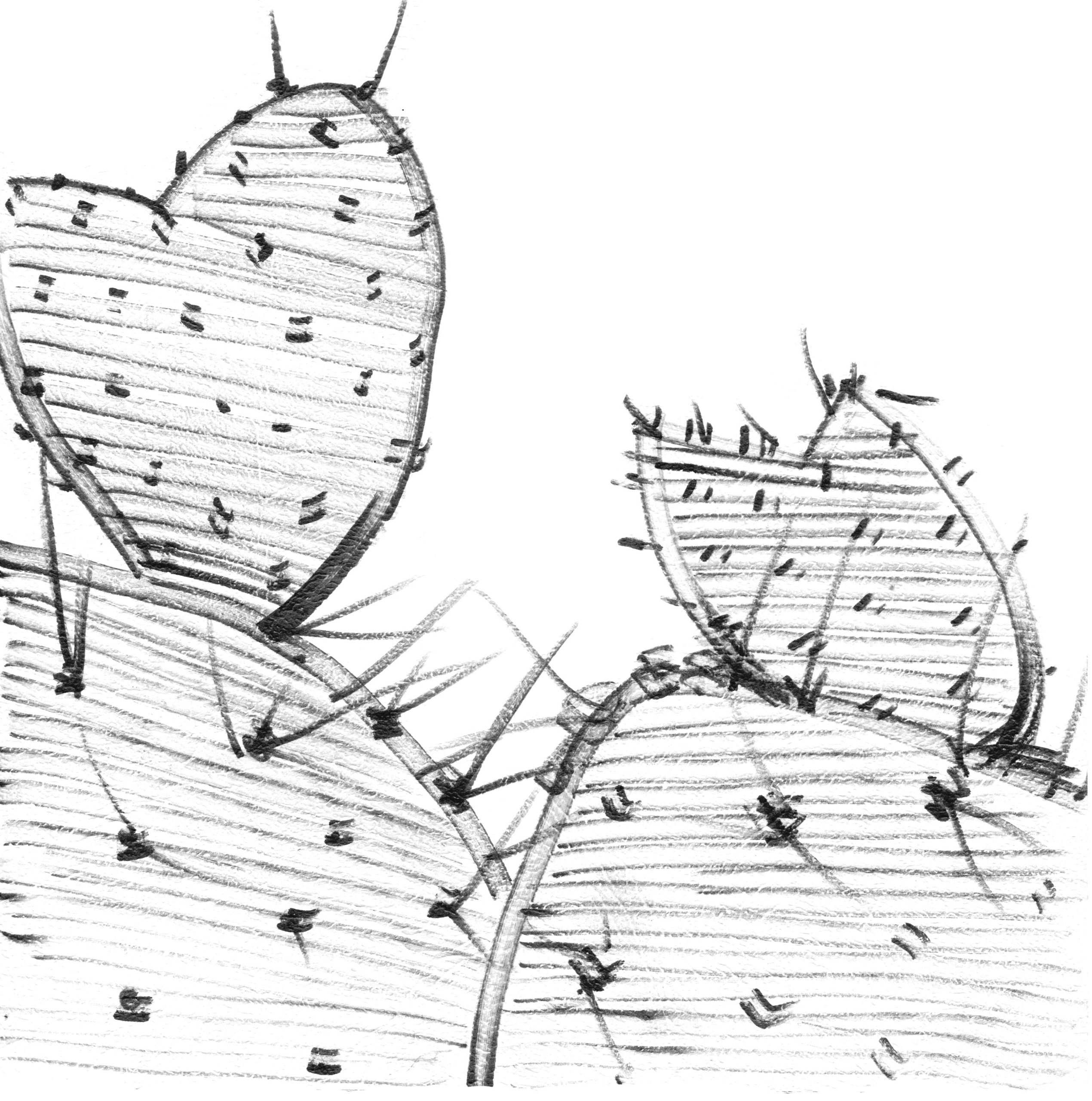 Растительные иллюстрации