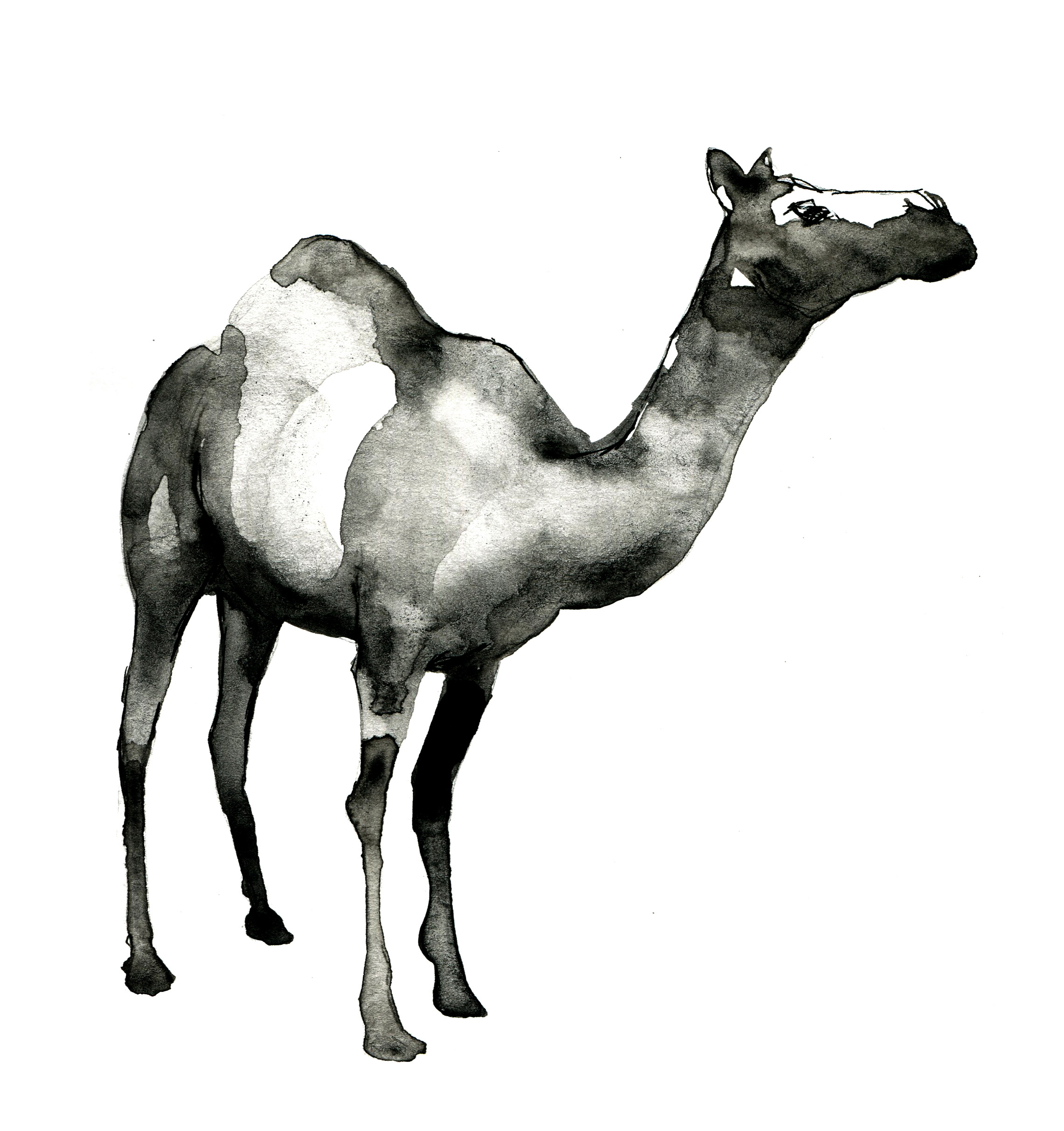 Анималистические иллюстрации