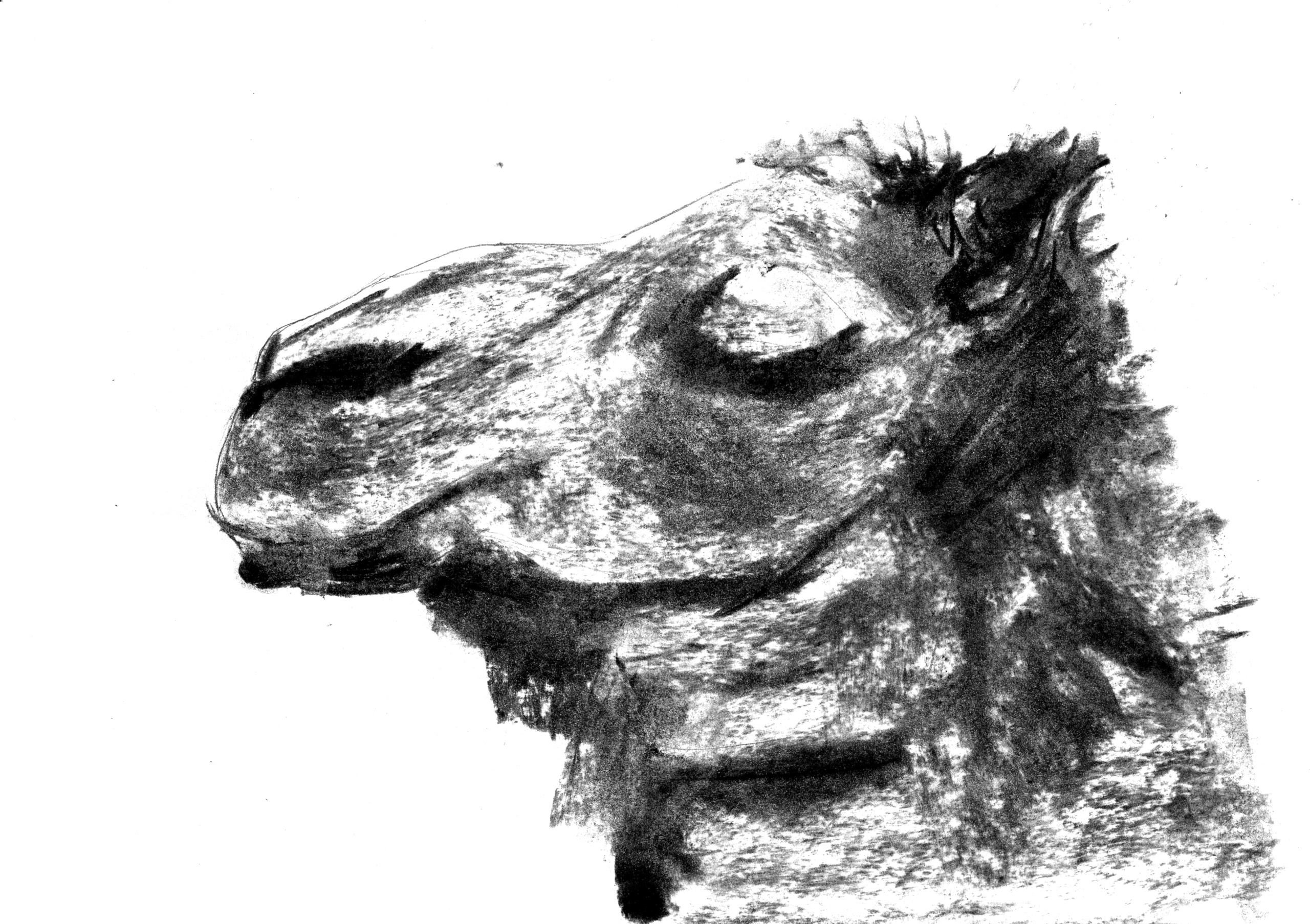 Анималистические иллюстрации