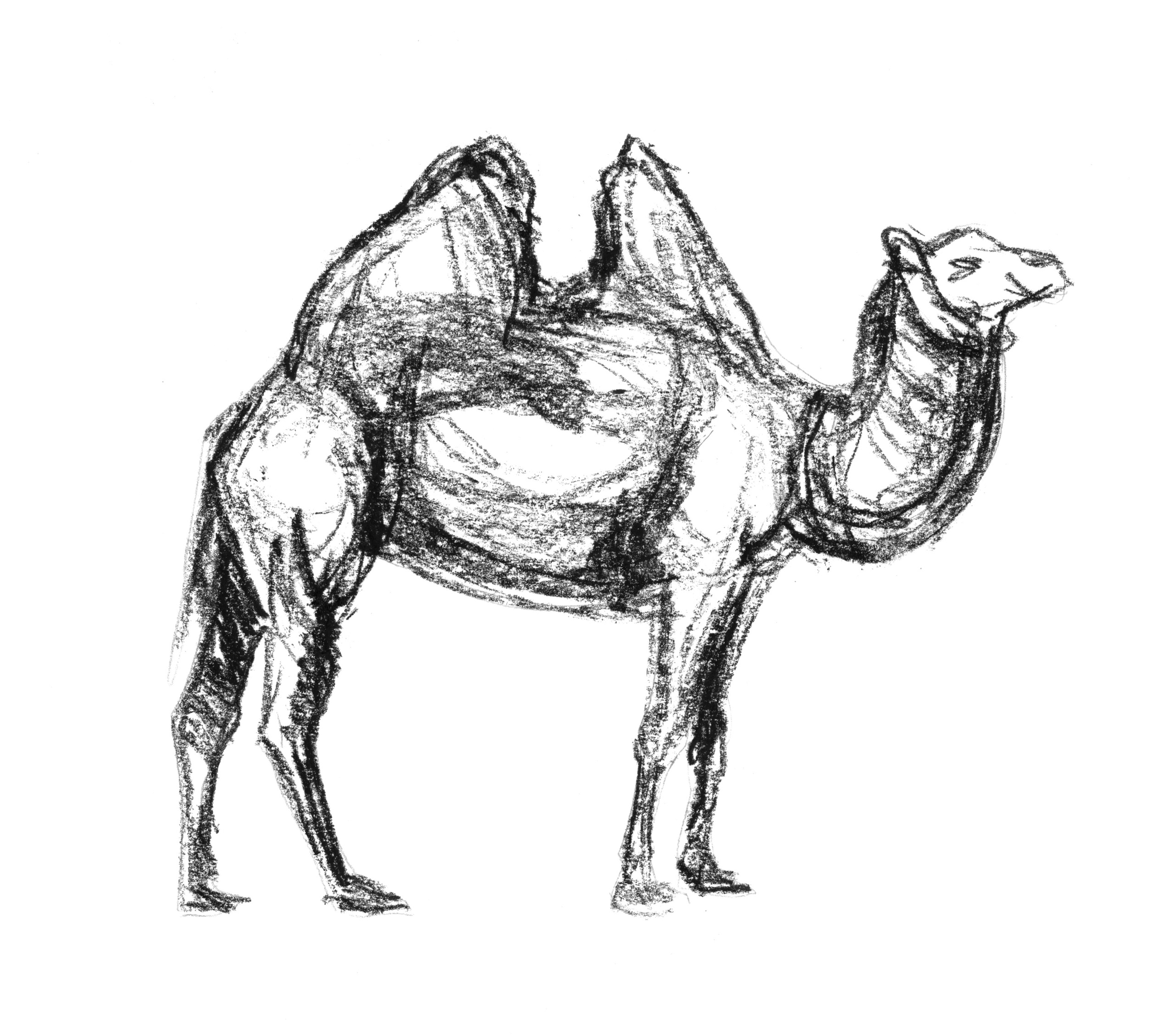 Анималистические иллюстрации