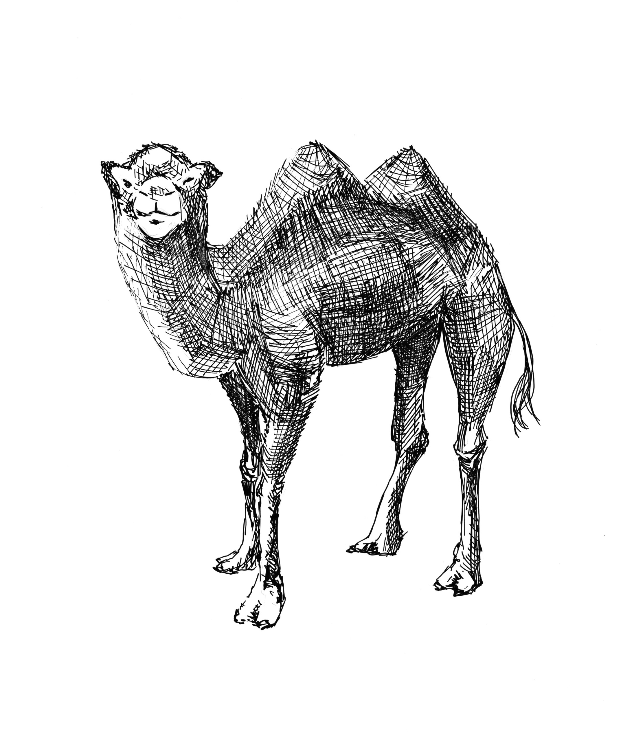 Анималистические иллюстрации