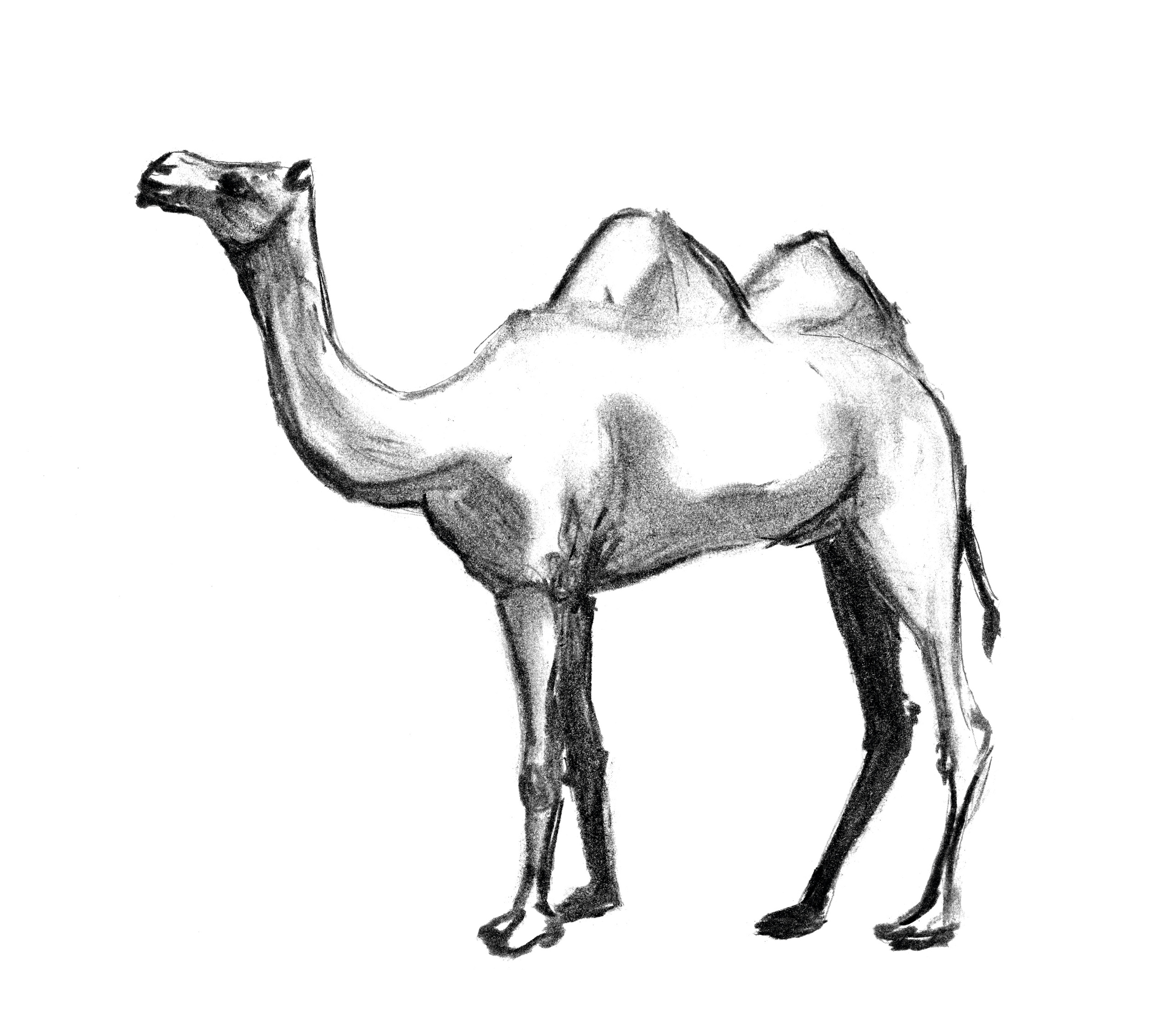 Анималистические иллюстрации