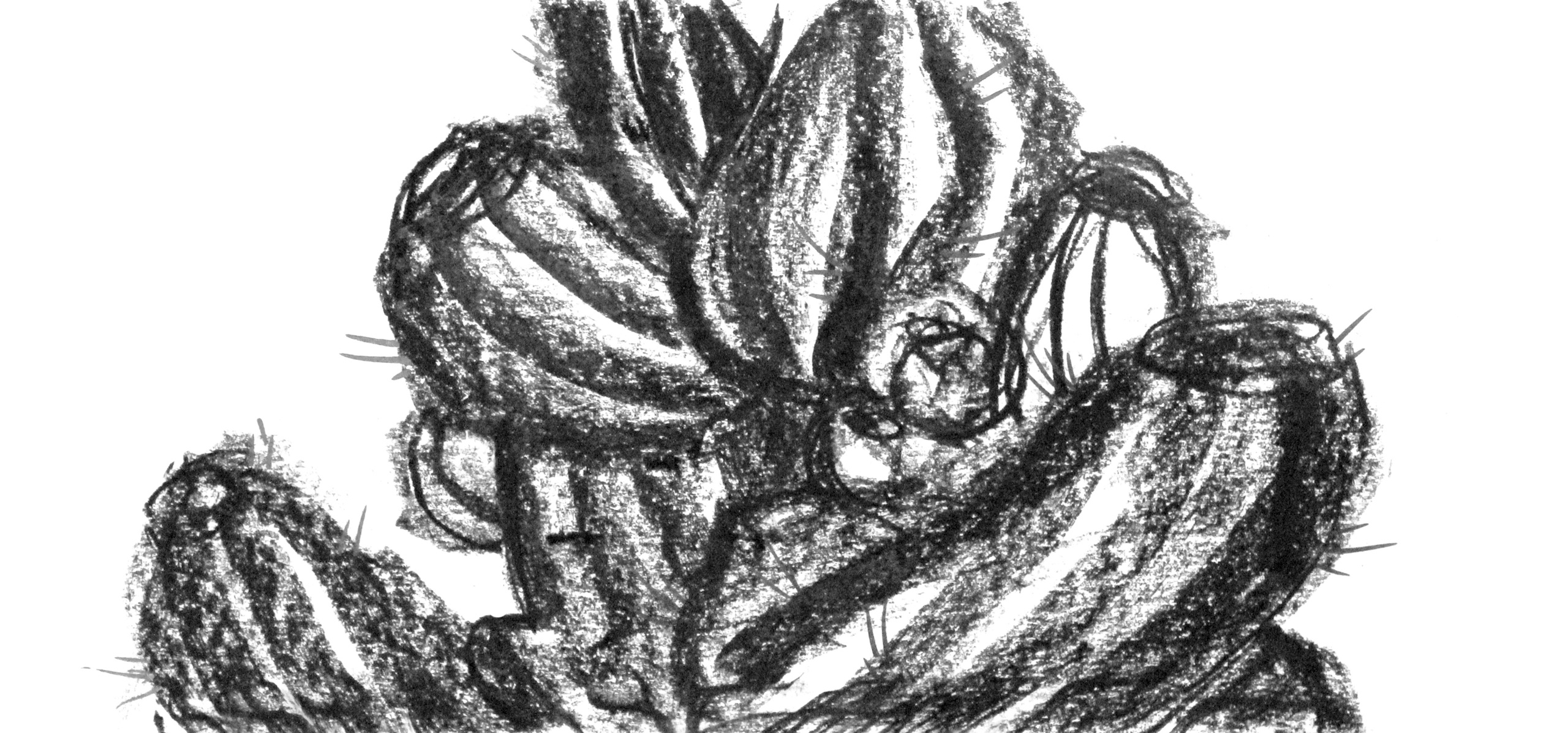 Растительные иллюстрации