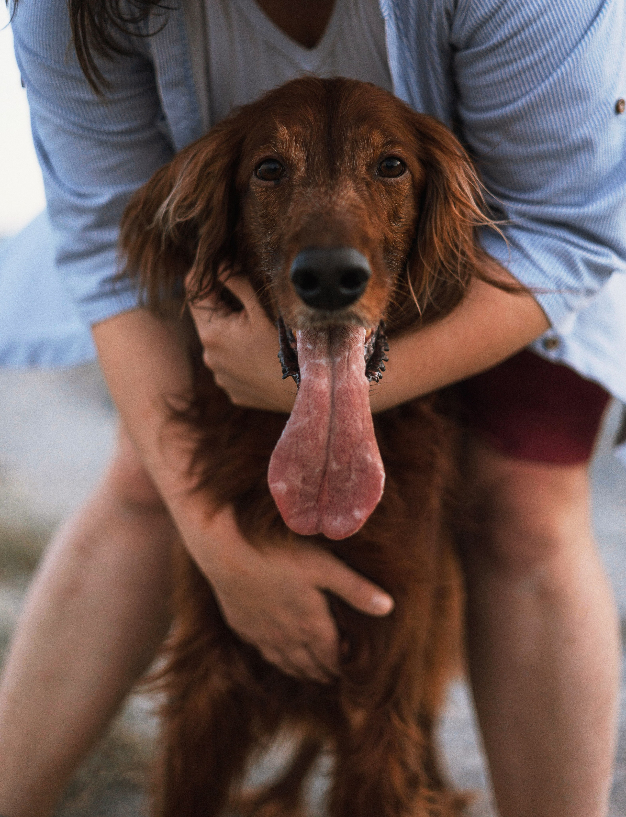 Ольга и Шеймас. Фотограф-анималист Богданова Полина