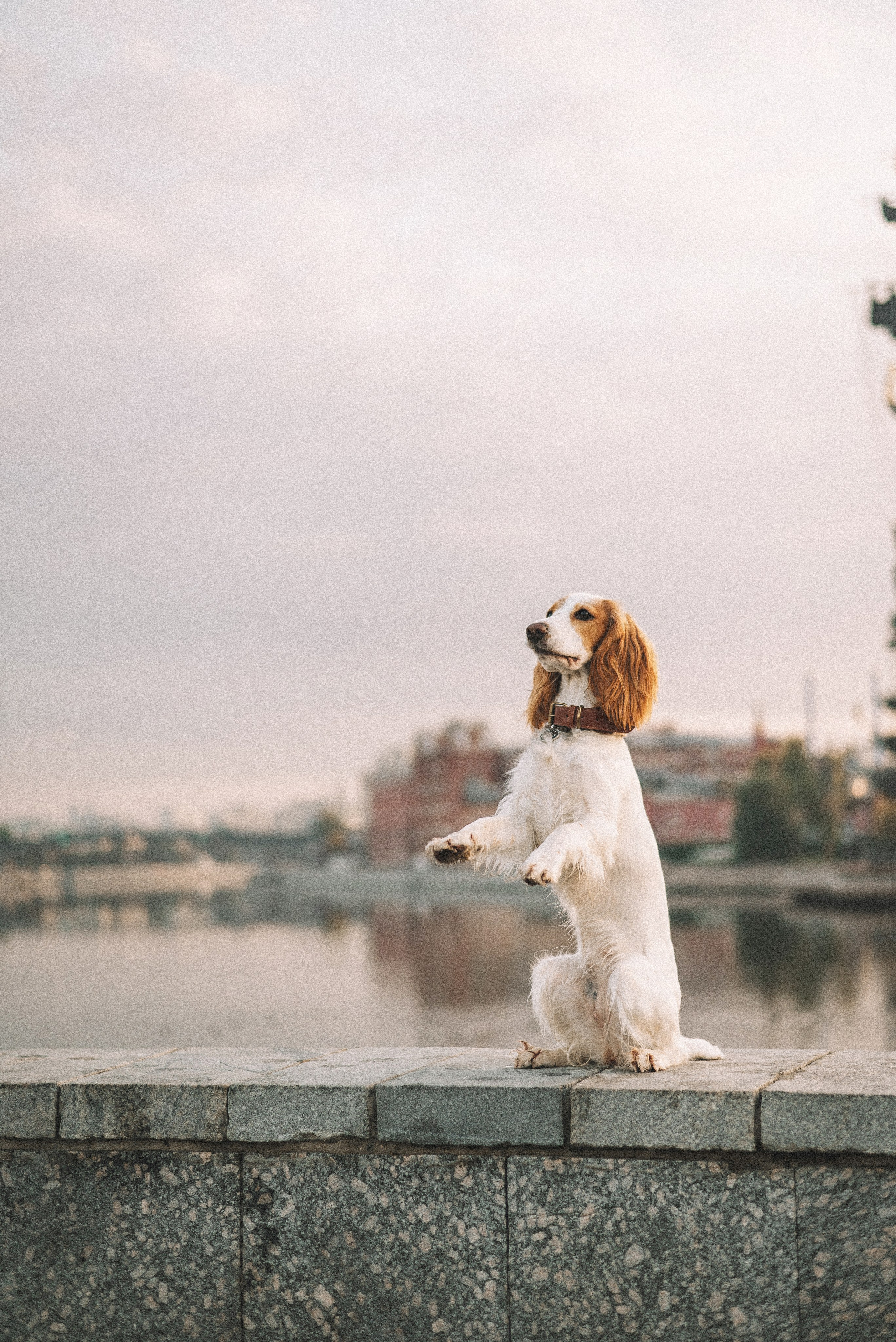 Маша и Вега. Фотограф-анималист Богданова Полина