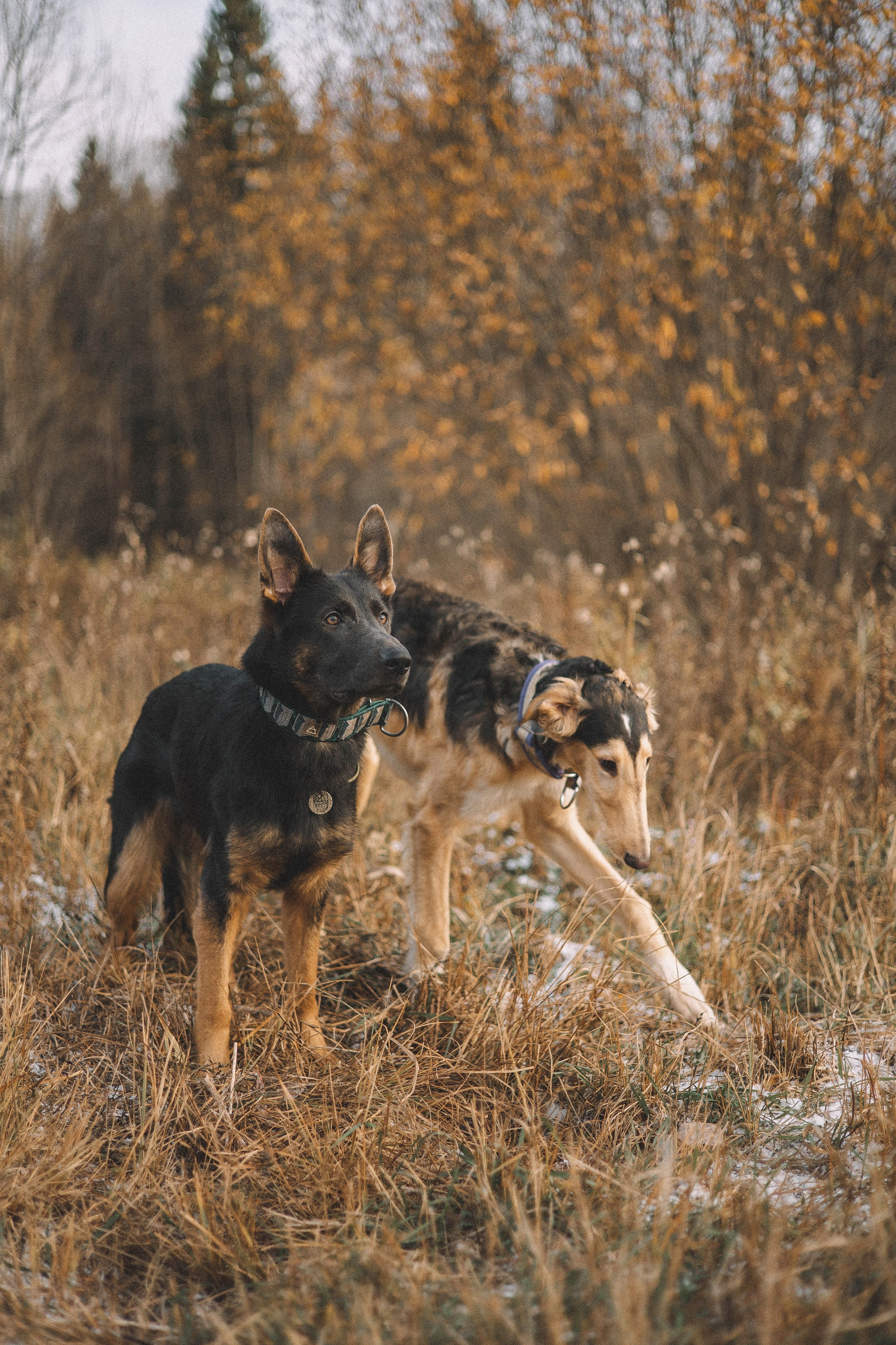 Алена, Леви и Микаса. Фотограф-анималист Богданова Полина