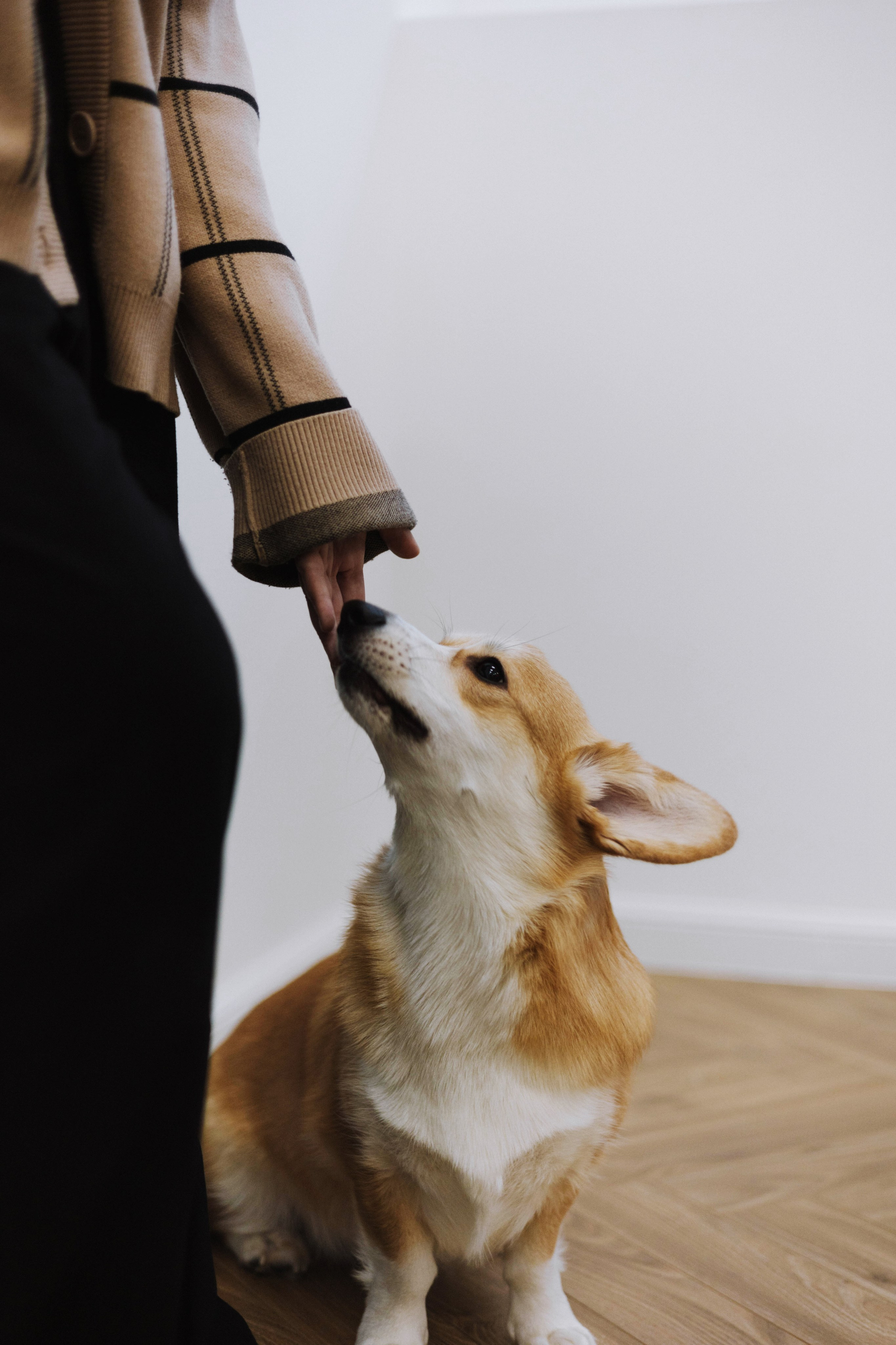 Настя и Мия. Фотограф-анималист Богданова Полина