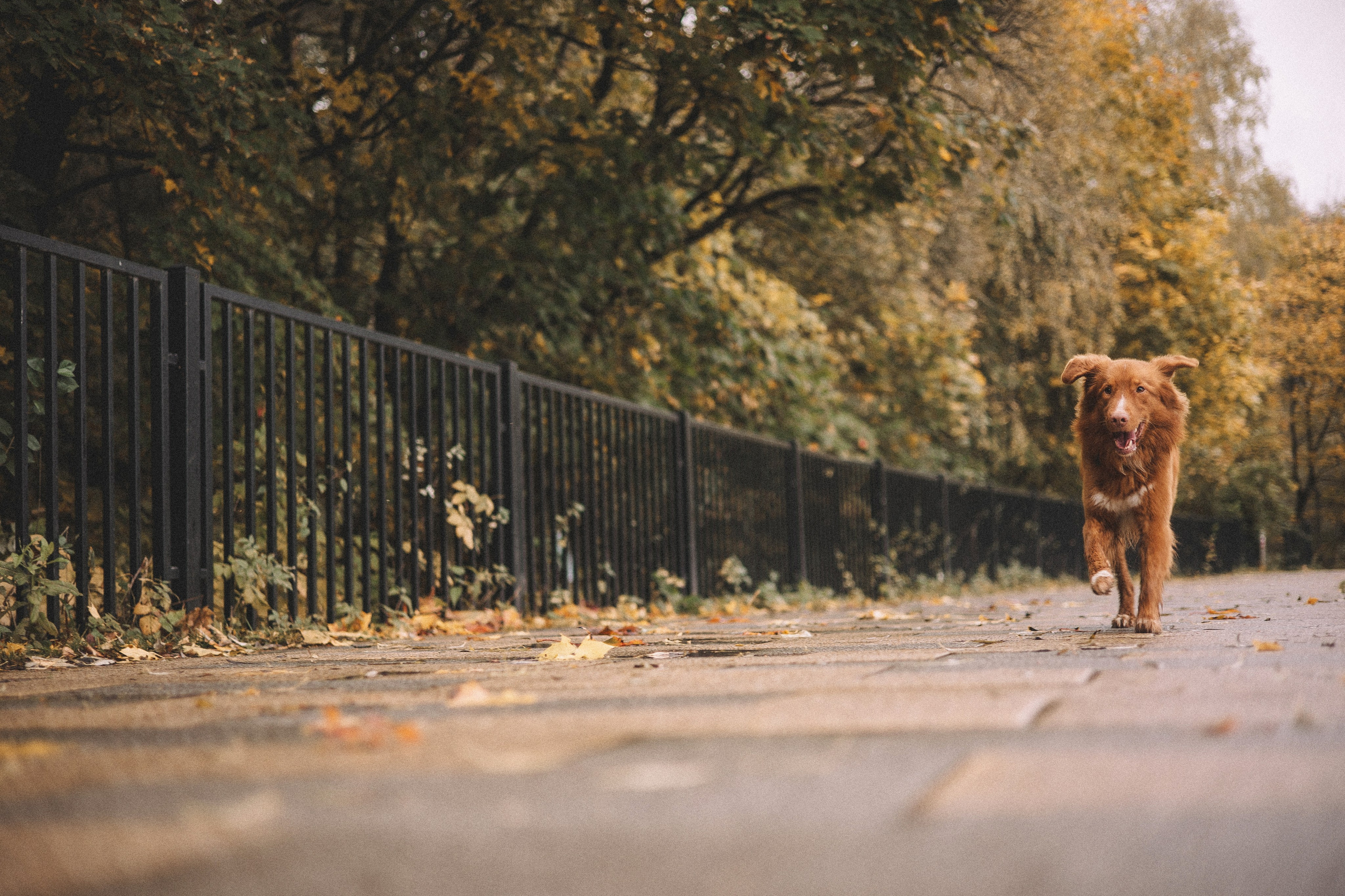 Алина и Бис. Фотограф-анималист Богданова Полина