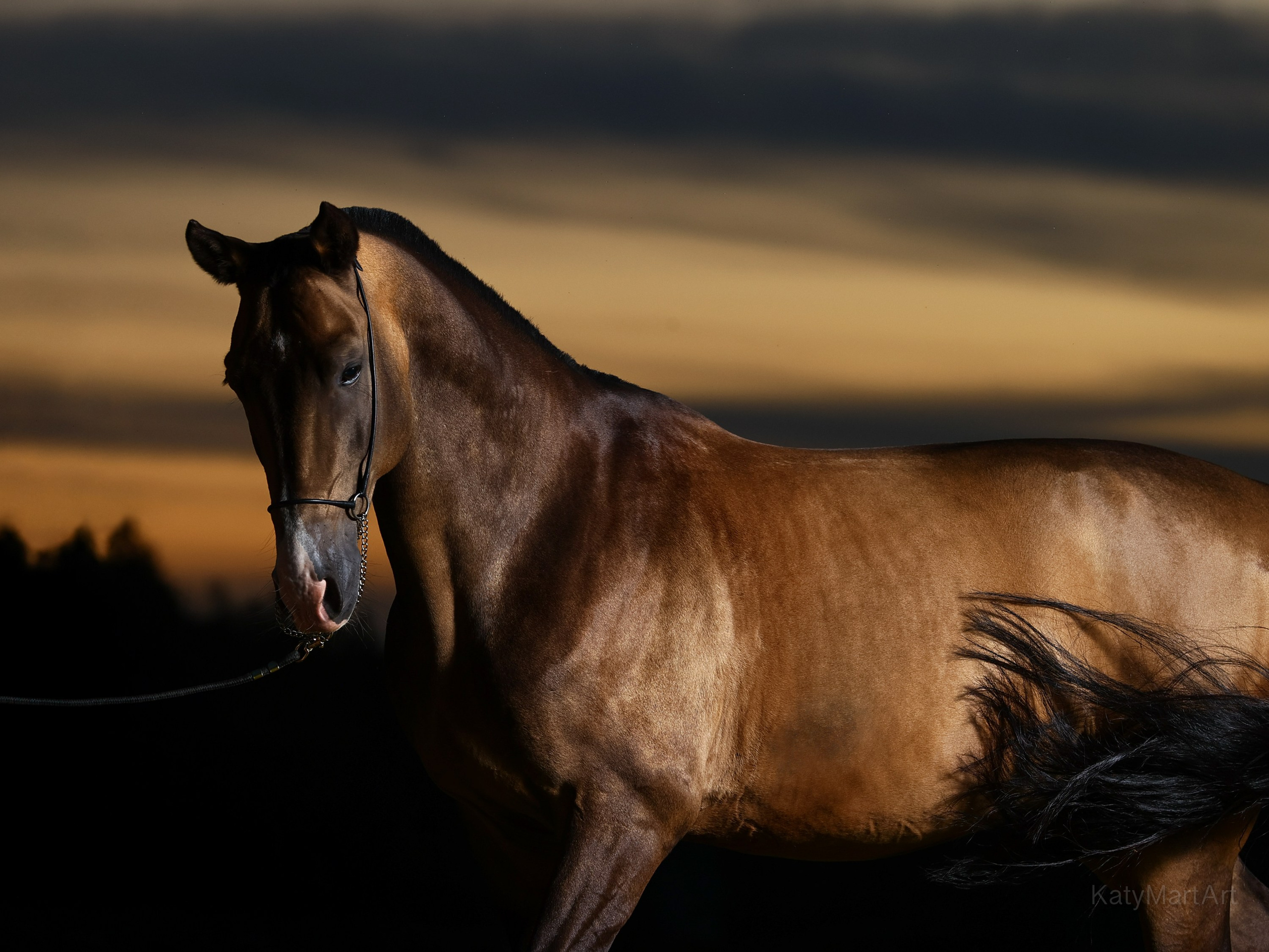 Лошади. KatymartArt — Equine photography