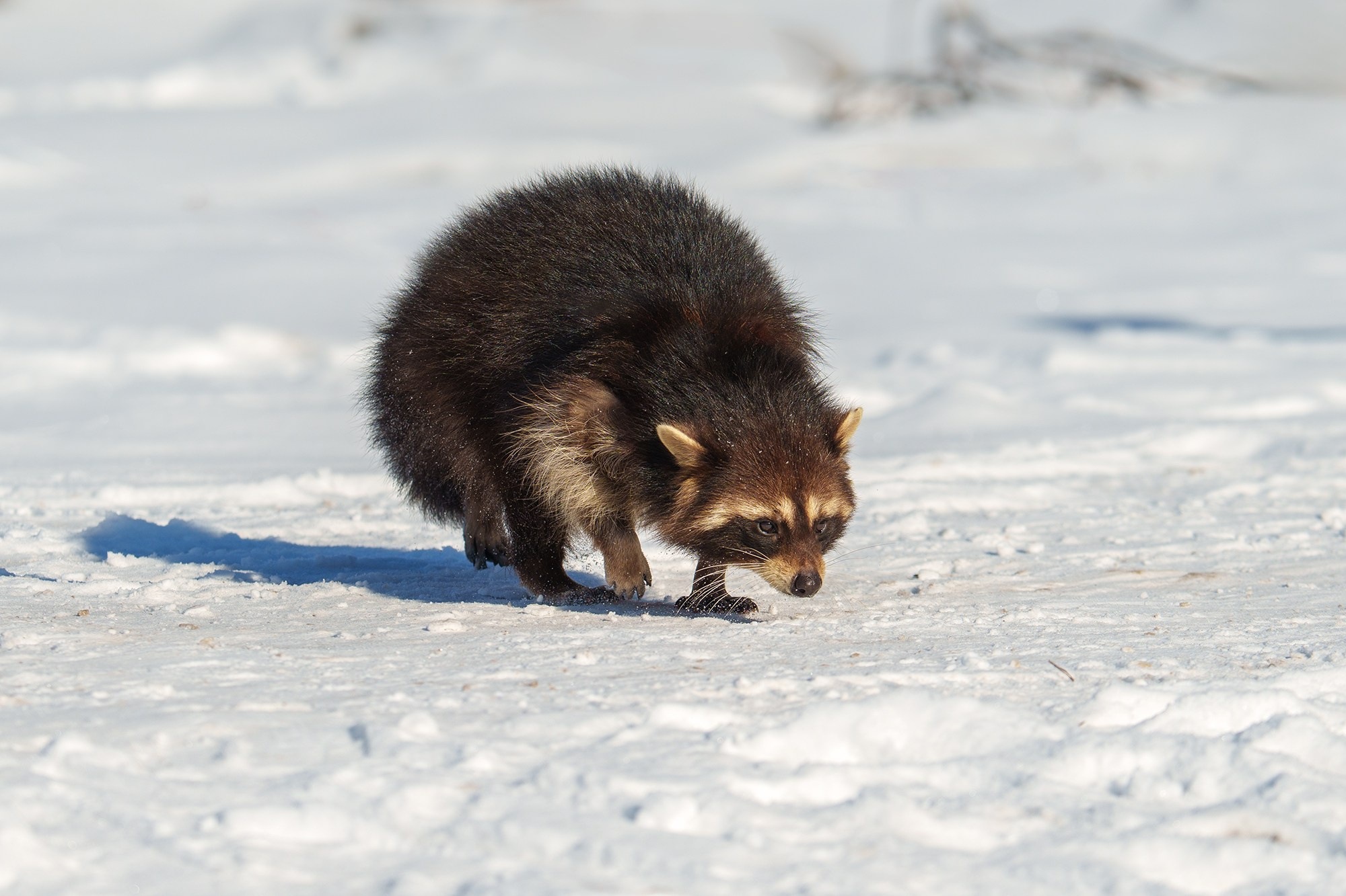 Животные. Ваш личный фотограф Марина Волкова