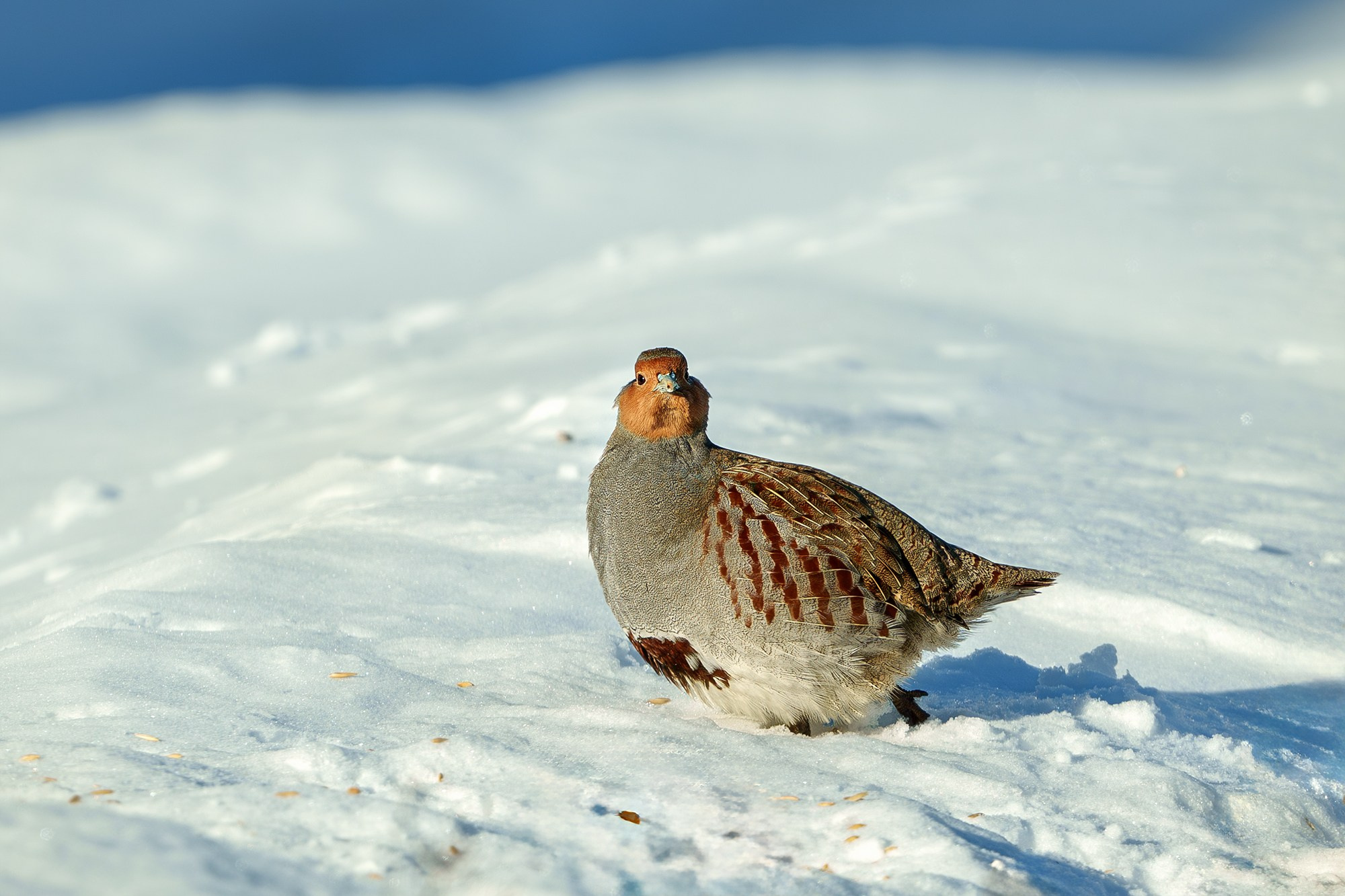 Удивительные мир птиц. Вокруг нас столько прекрасного — присмотритесь!. Ваш личный фотограф Марина Волкова