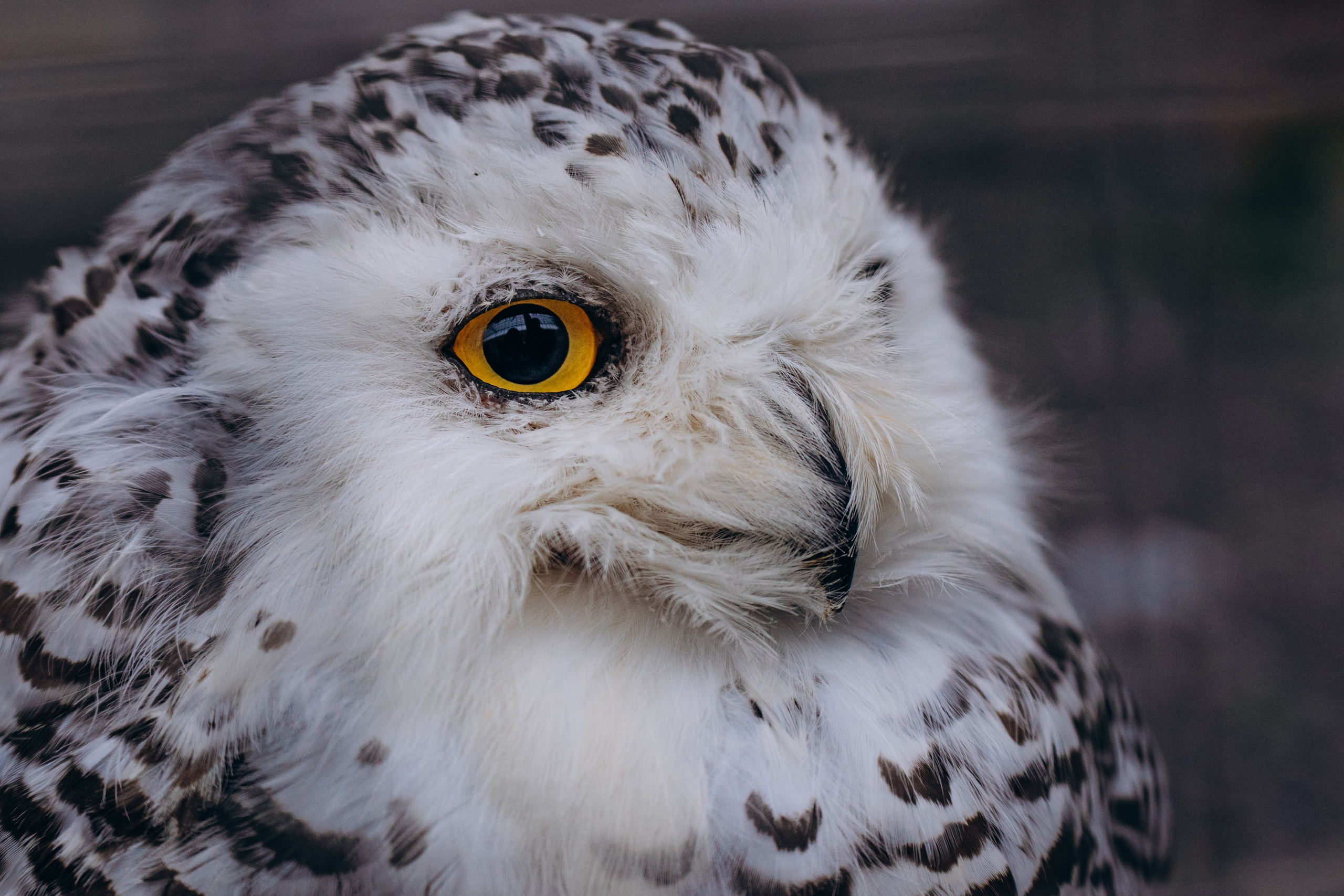 СЕВЕР. Event фотограф Степанова Александра