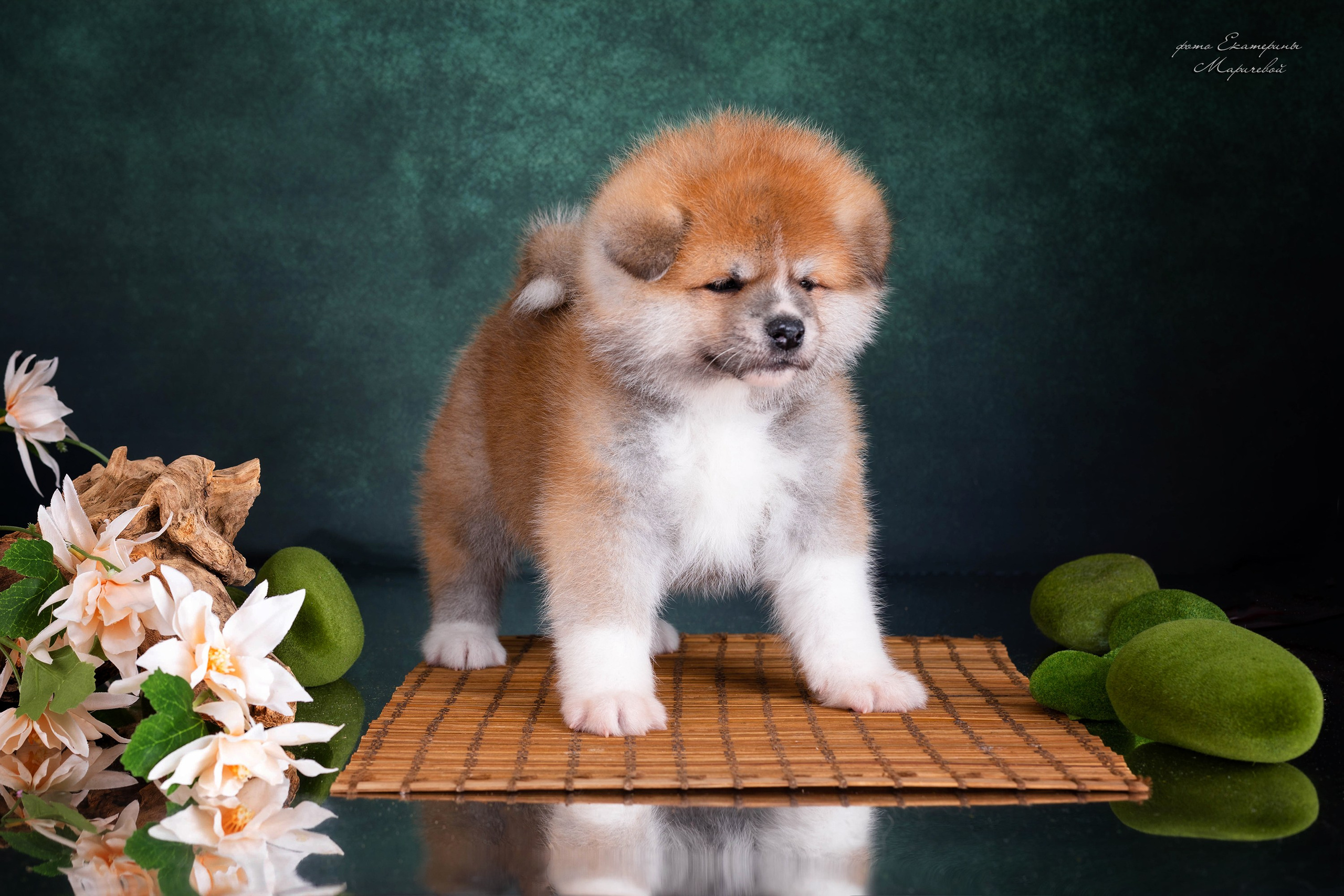 Галерея щенков. Фотограф-анималист в Омске Екатерина Маричева
